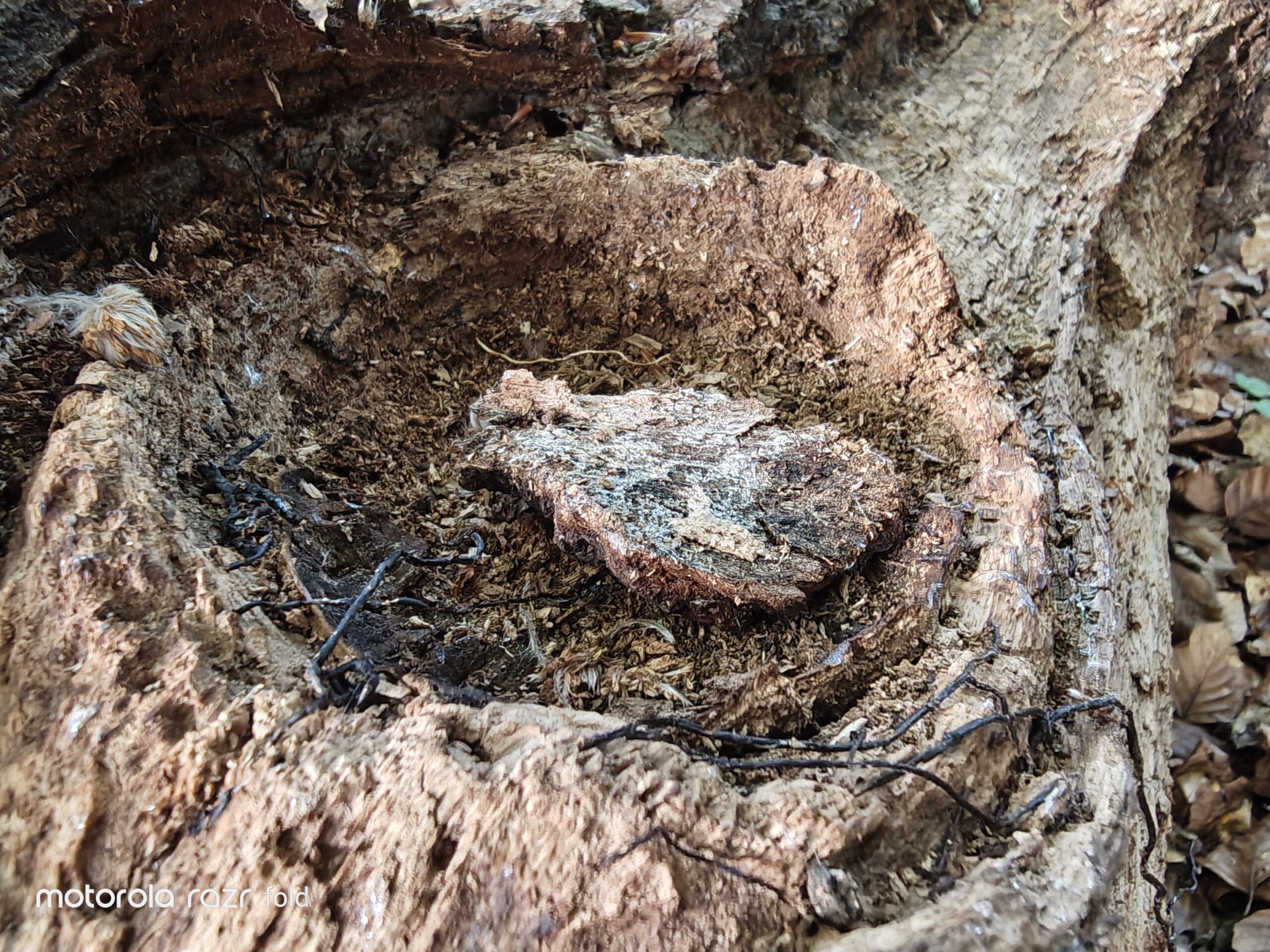 Razr Fold tree close