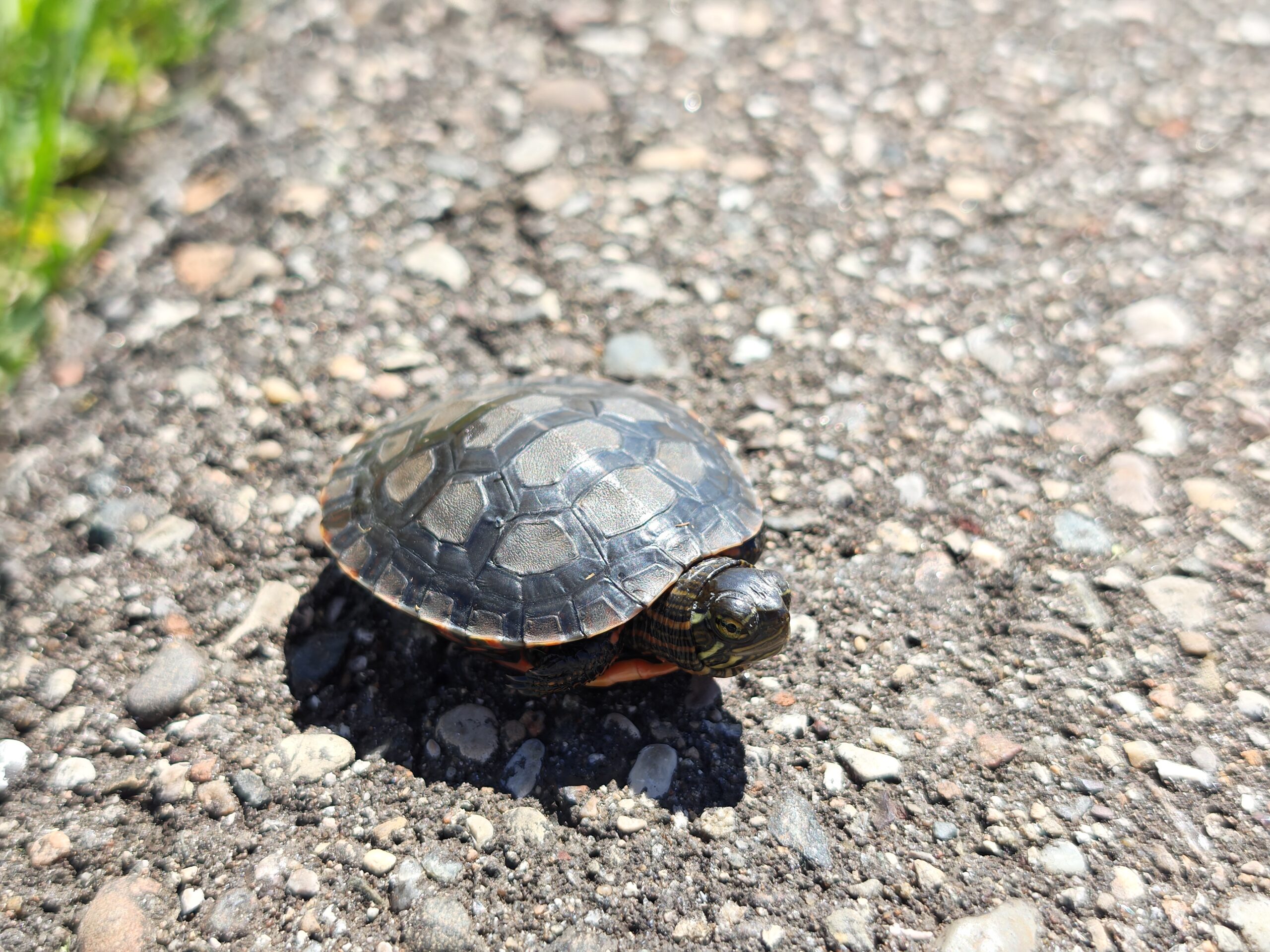 A photo of a small turtle, taken with the Motorola Razr Fold.