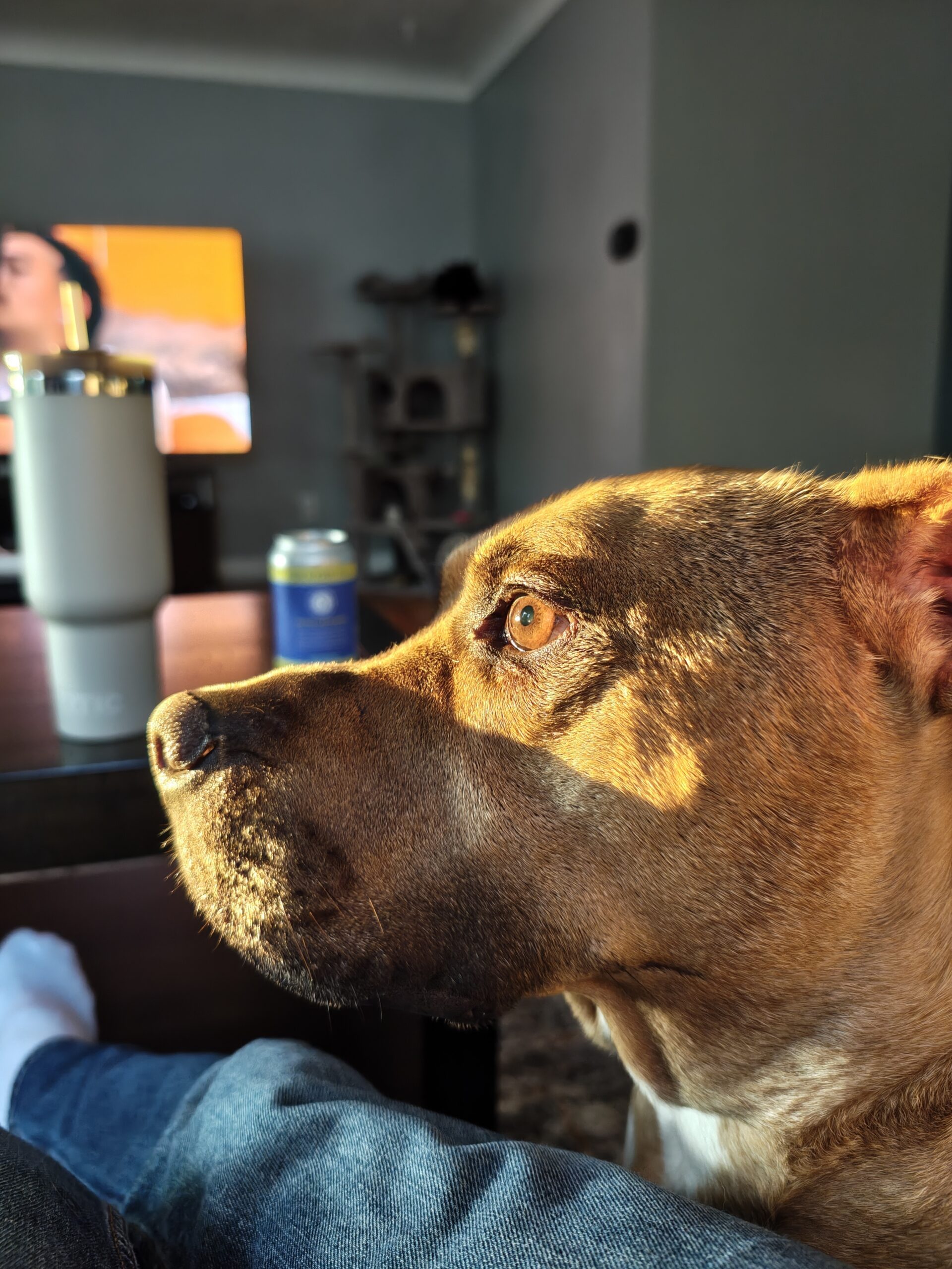 A photo of a dog with the sun on his face, taken with the Motorola Razr Fold.