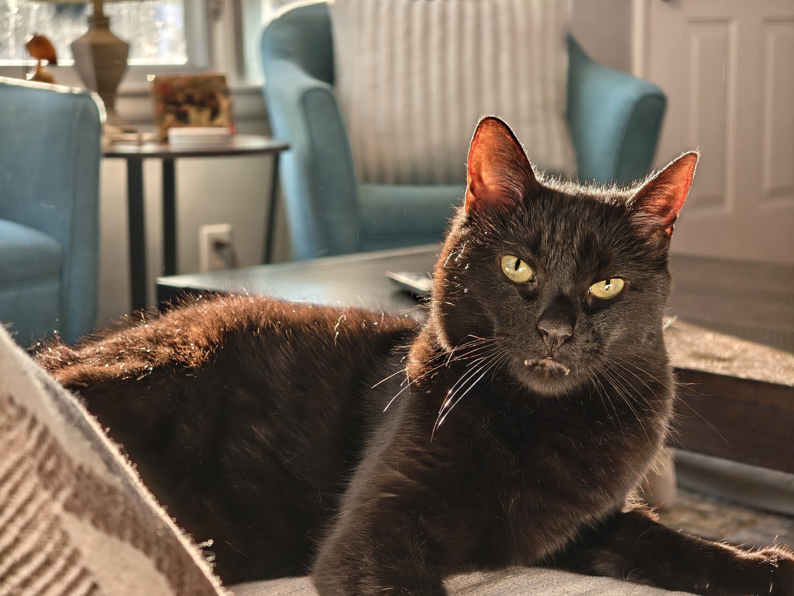 A photo of a black cat sitting on a couch, taken with the Motorola Razr Fold.