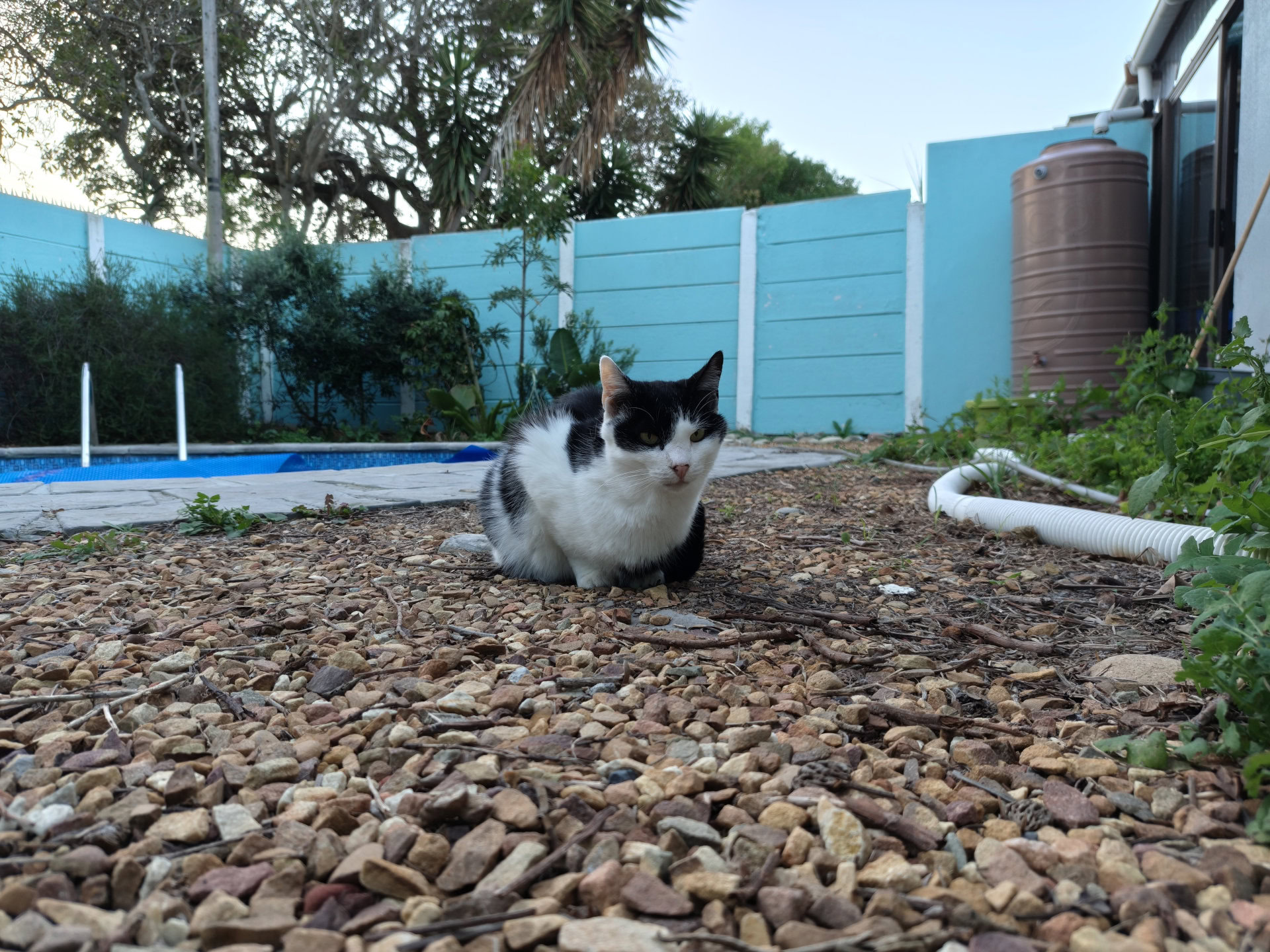 OPPO Reno 16 Pro 1x cat outdoors