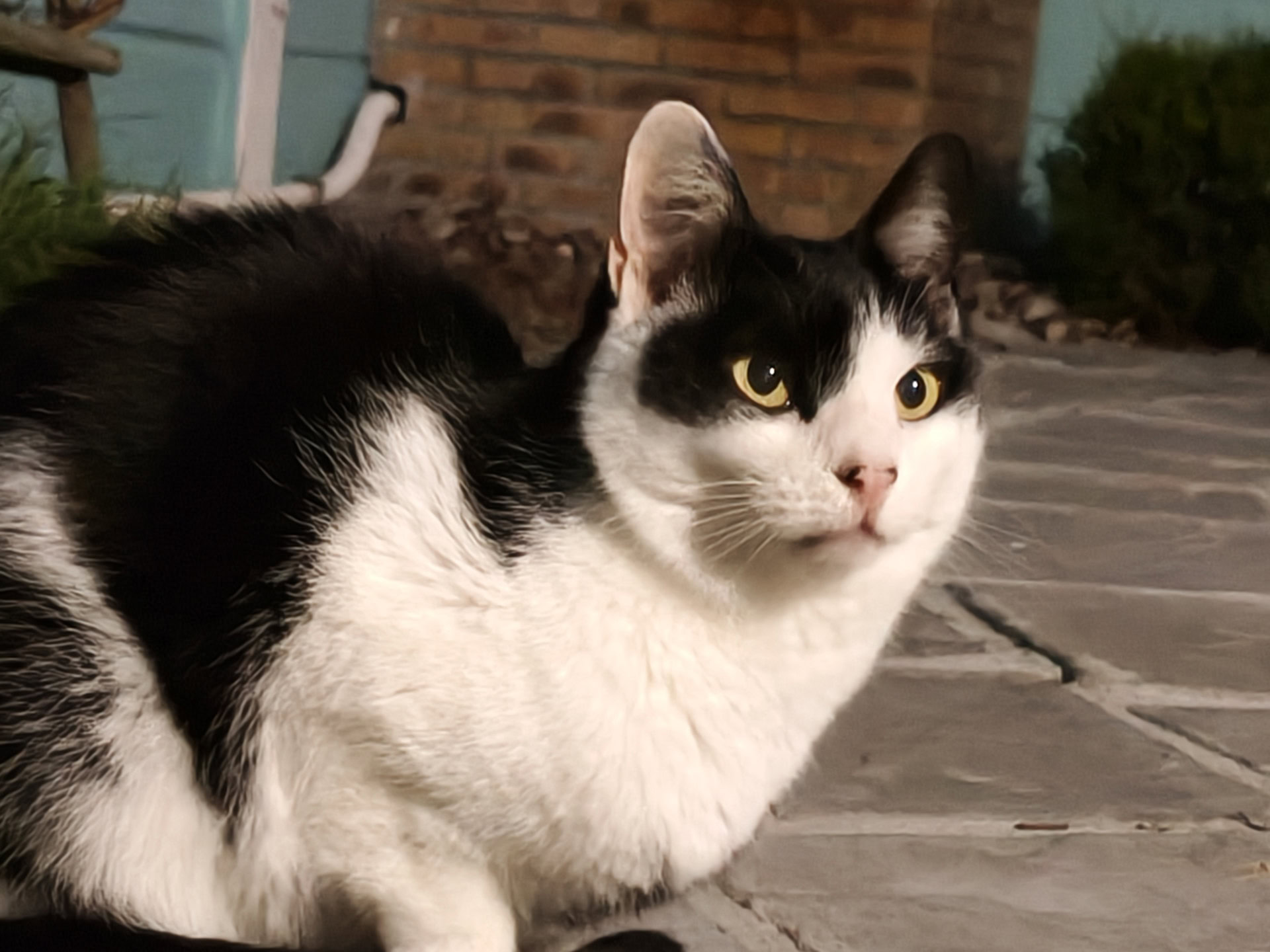 OPPO Reno 16 Pro low light cat cropped 85mm