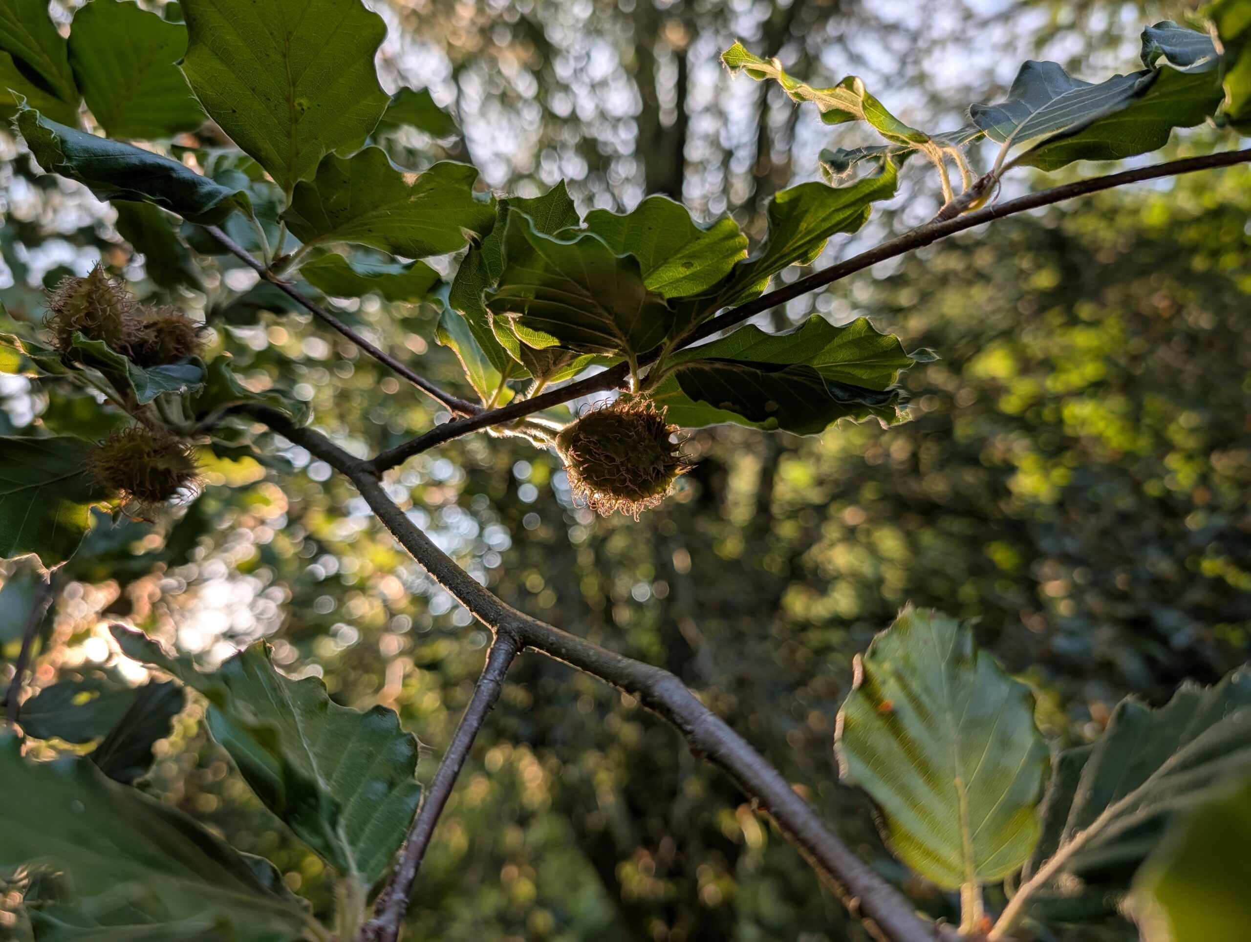 Pixel 10 pro camera samples00018