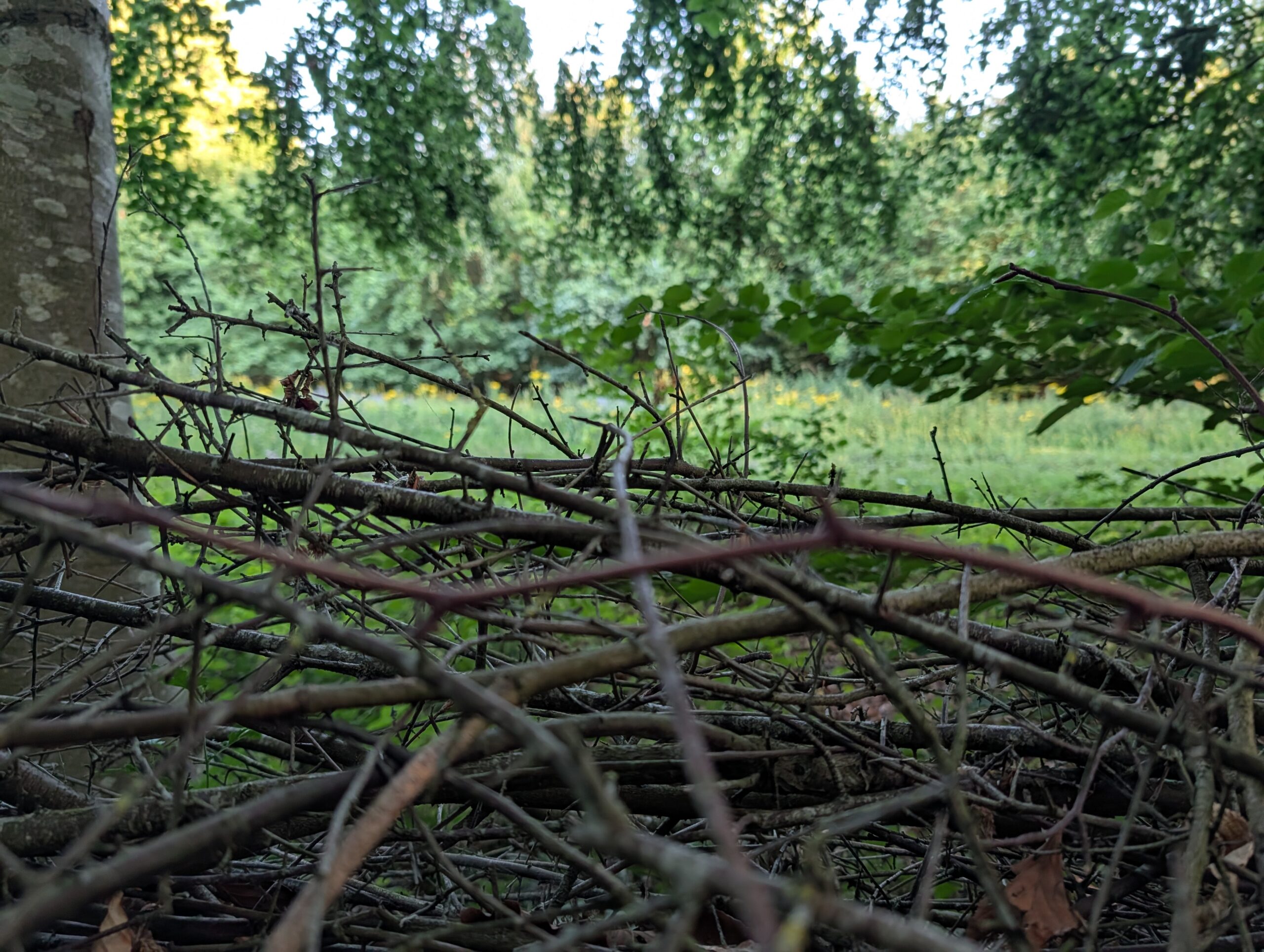 Pixel 10 pro camera samples00020