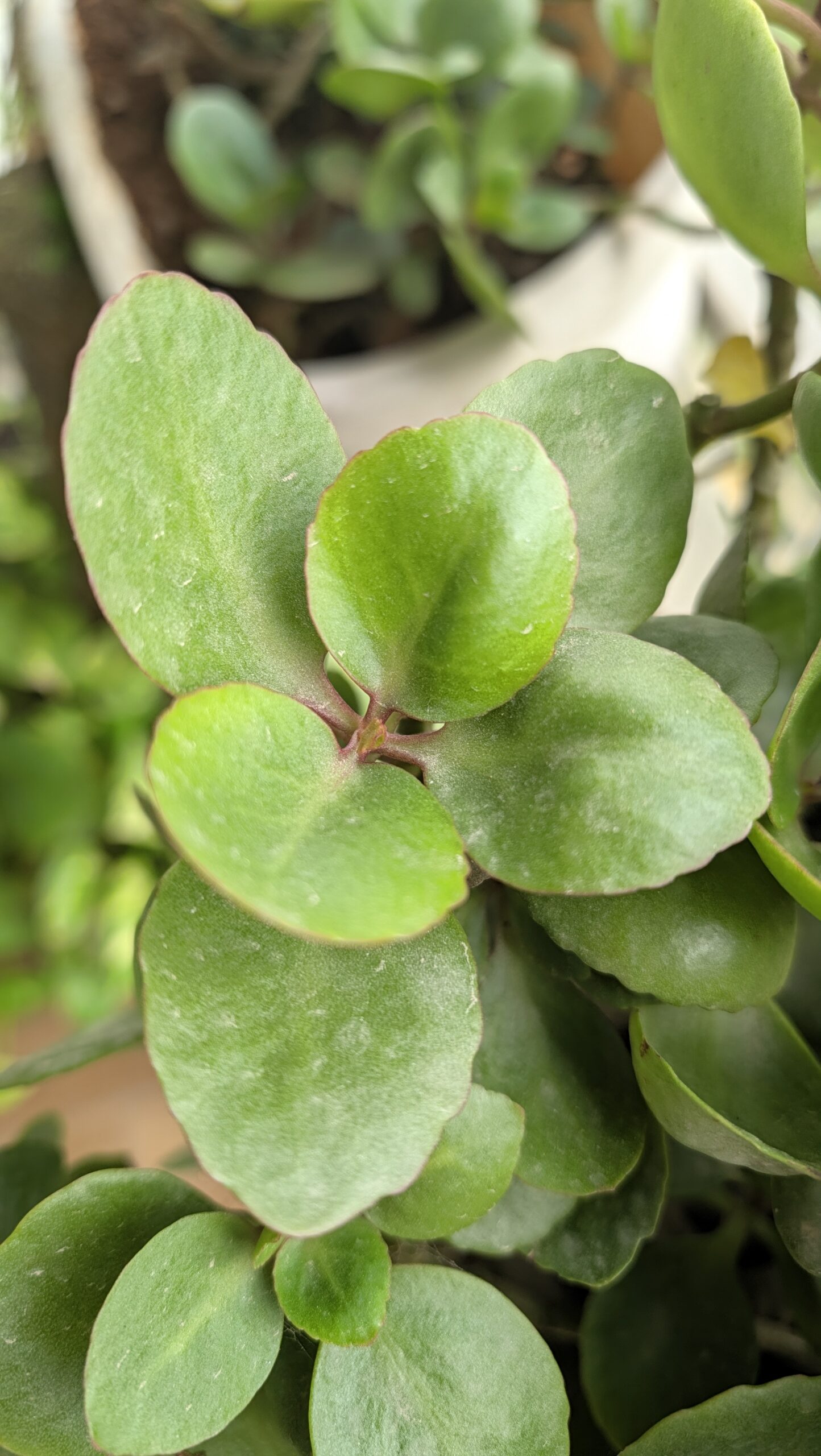 Pixel 11 Macro Focus leaves 2