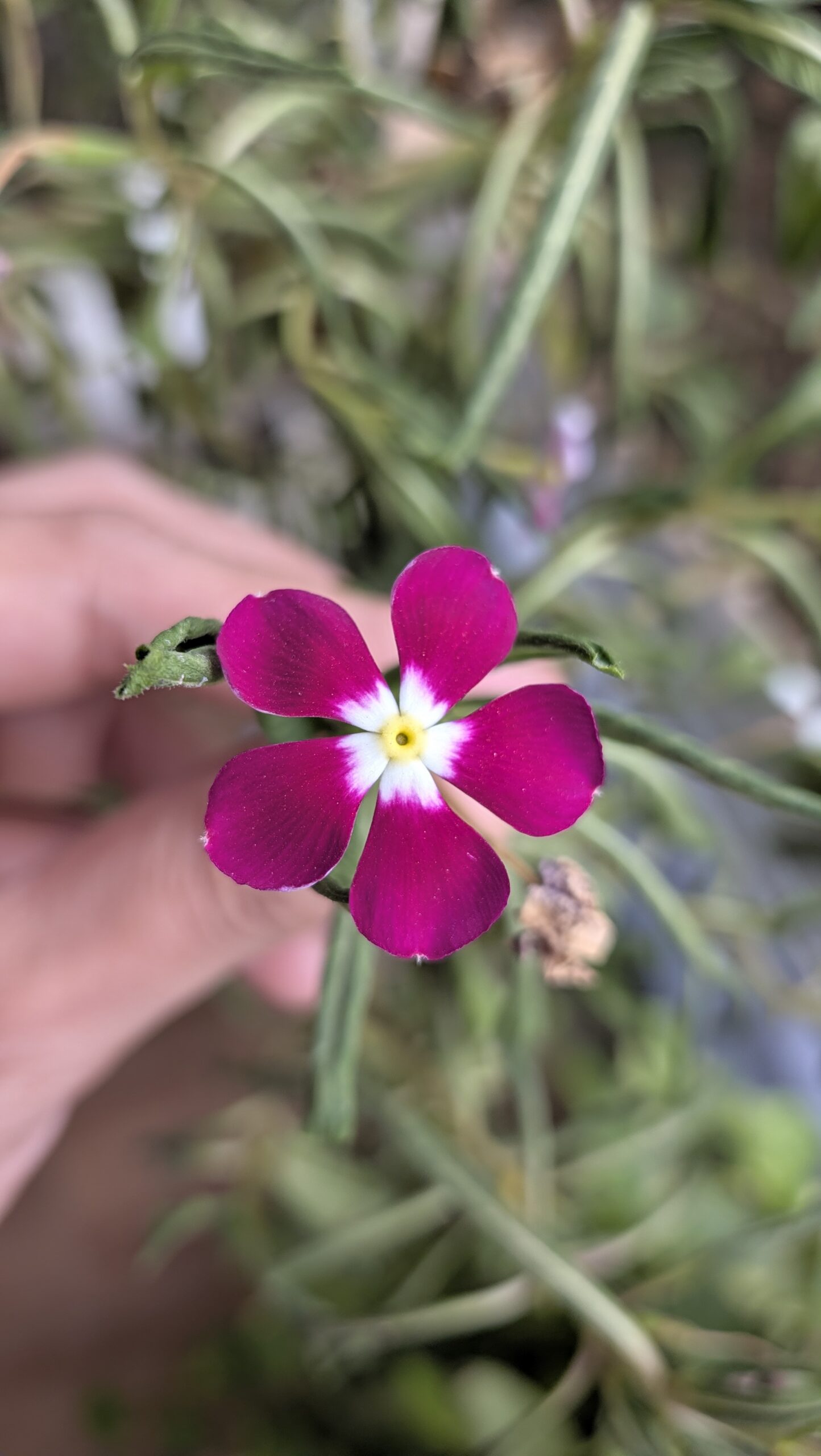 Pixel 11 Macro focus flower 3