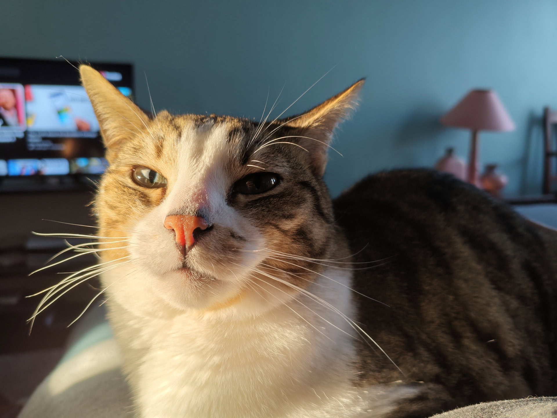 Redmi Note 17 Pro Max 1x cat golden hour