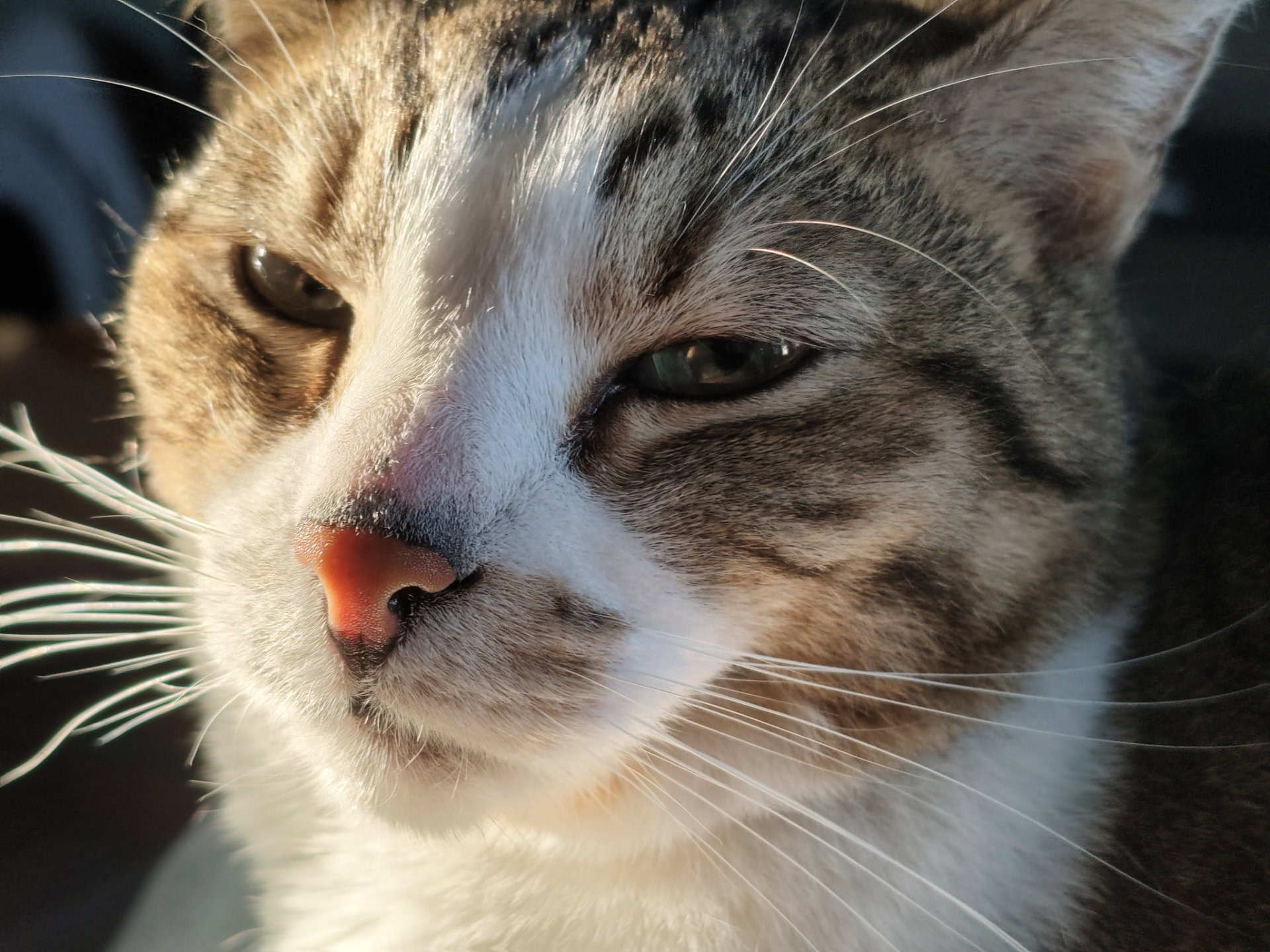 Redmi Note 17 Pro Max 2x cat golden hour
