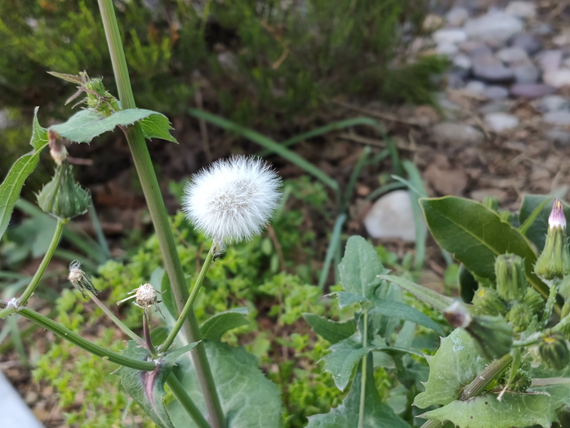 Redmi Note 17 Pro Max 2x plant