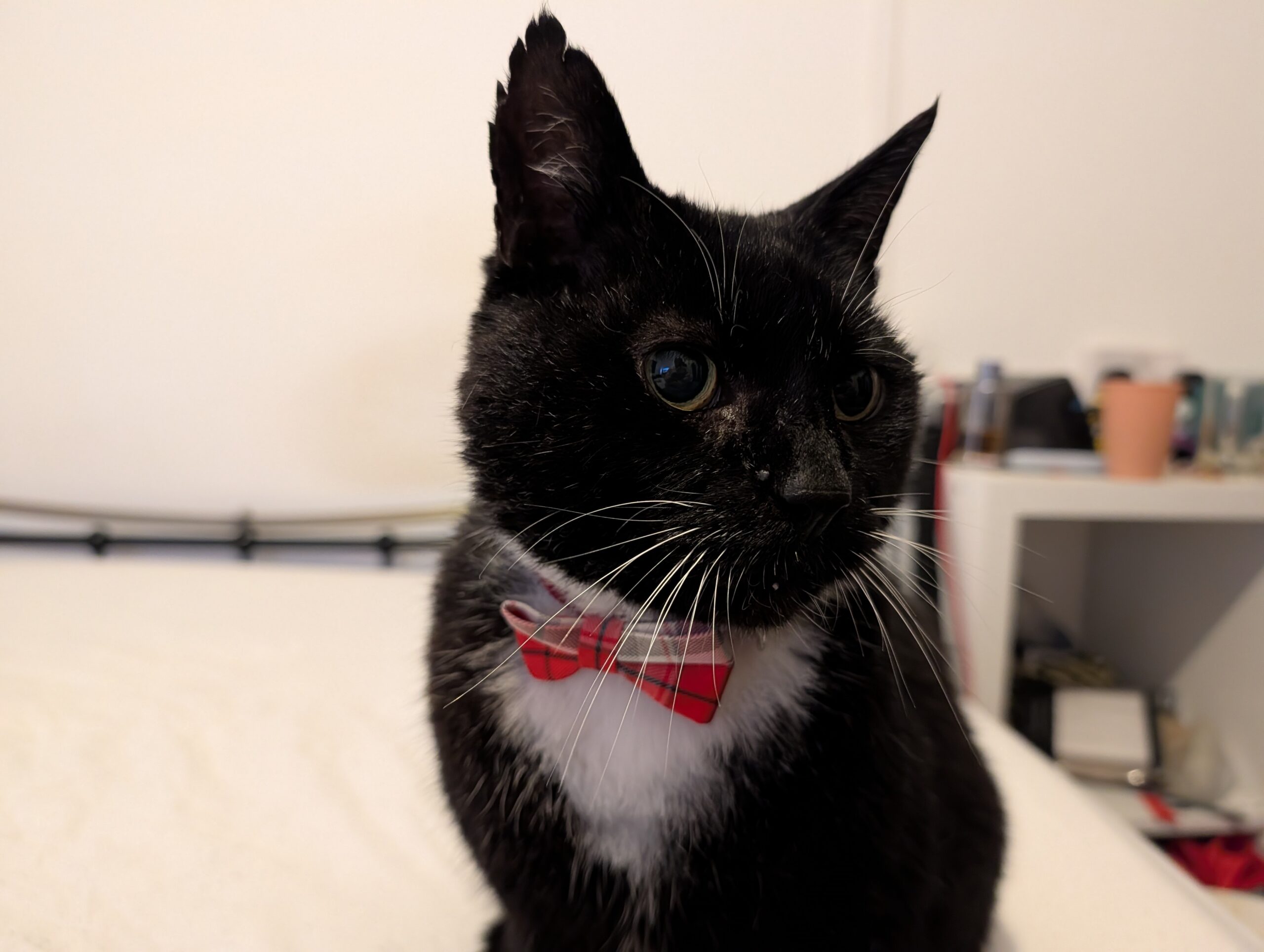 bandit dressed for dinner