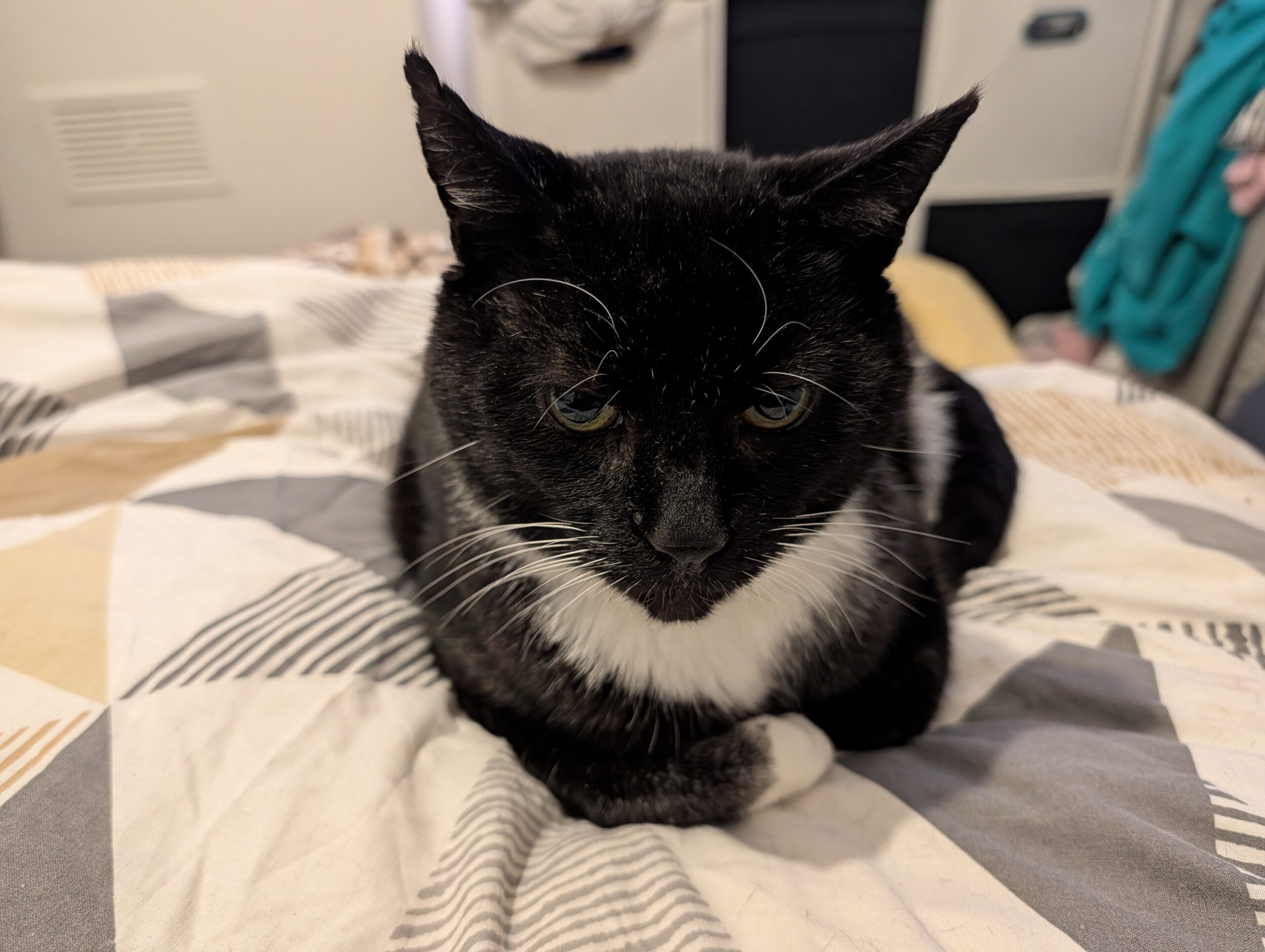bandit loaf