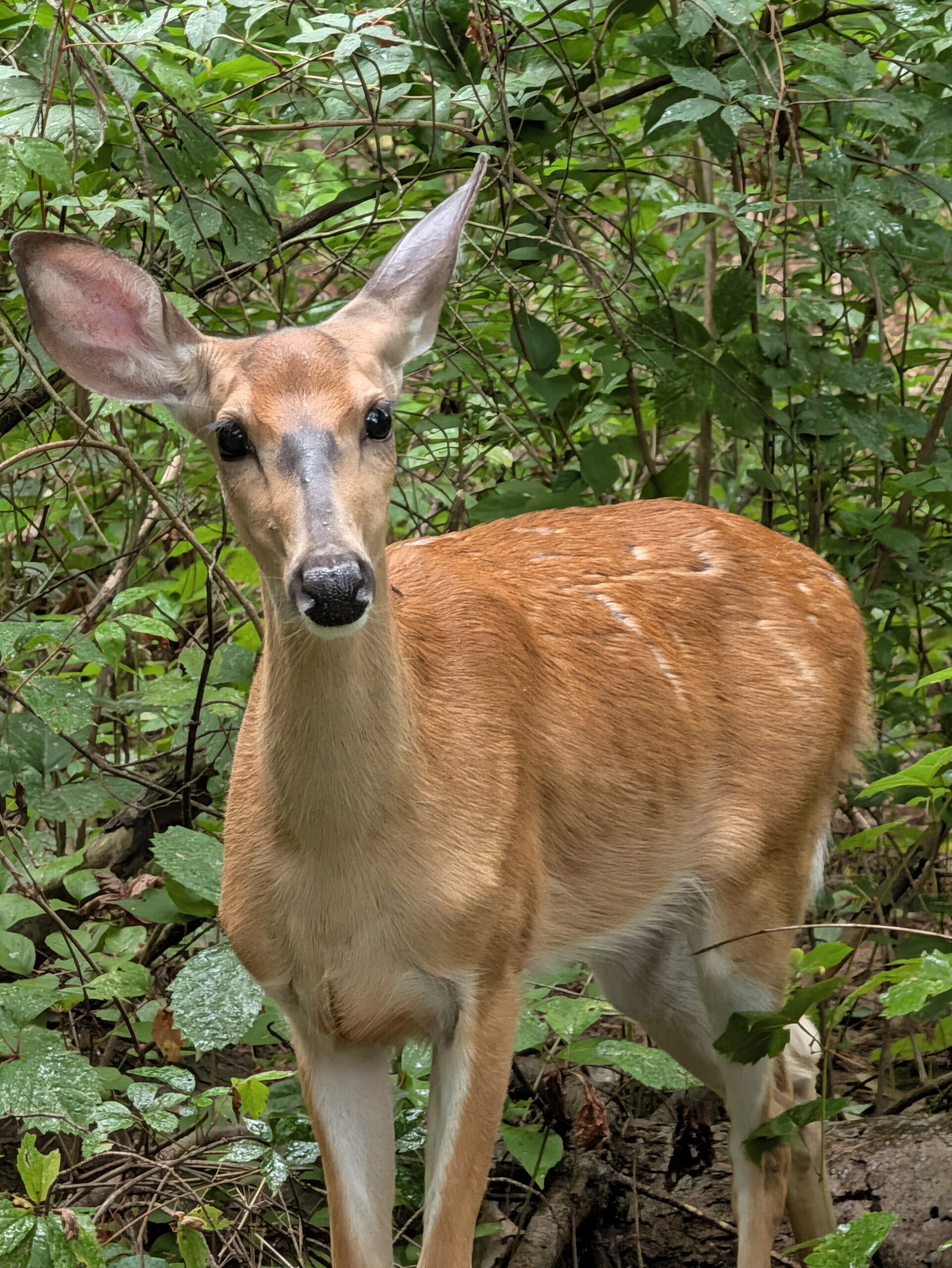 Photo of a deer, taken with the Pixel 11 Pro.