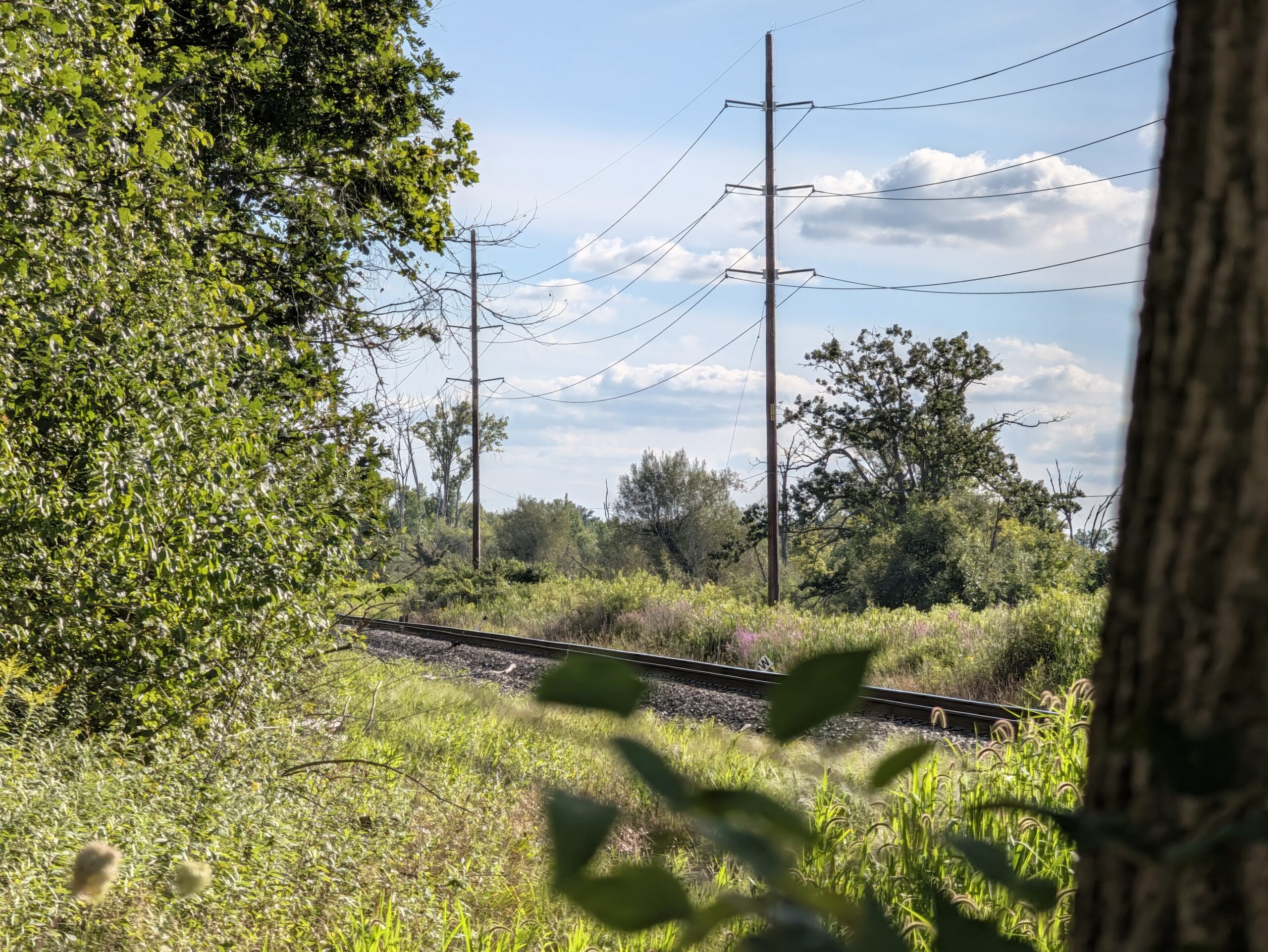Photo of a railroad track near a nature trail, taken with the Pixel 11 Pro.