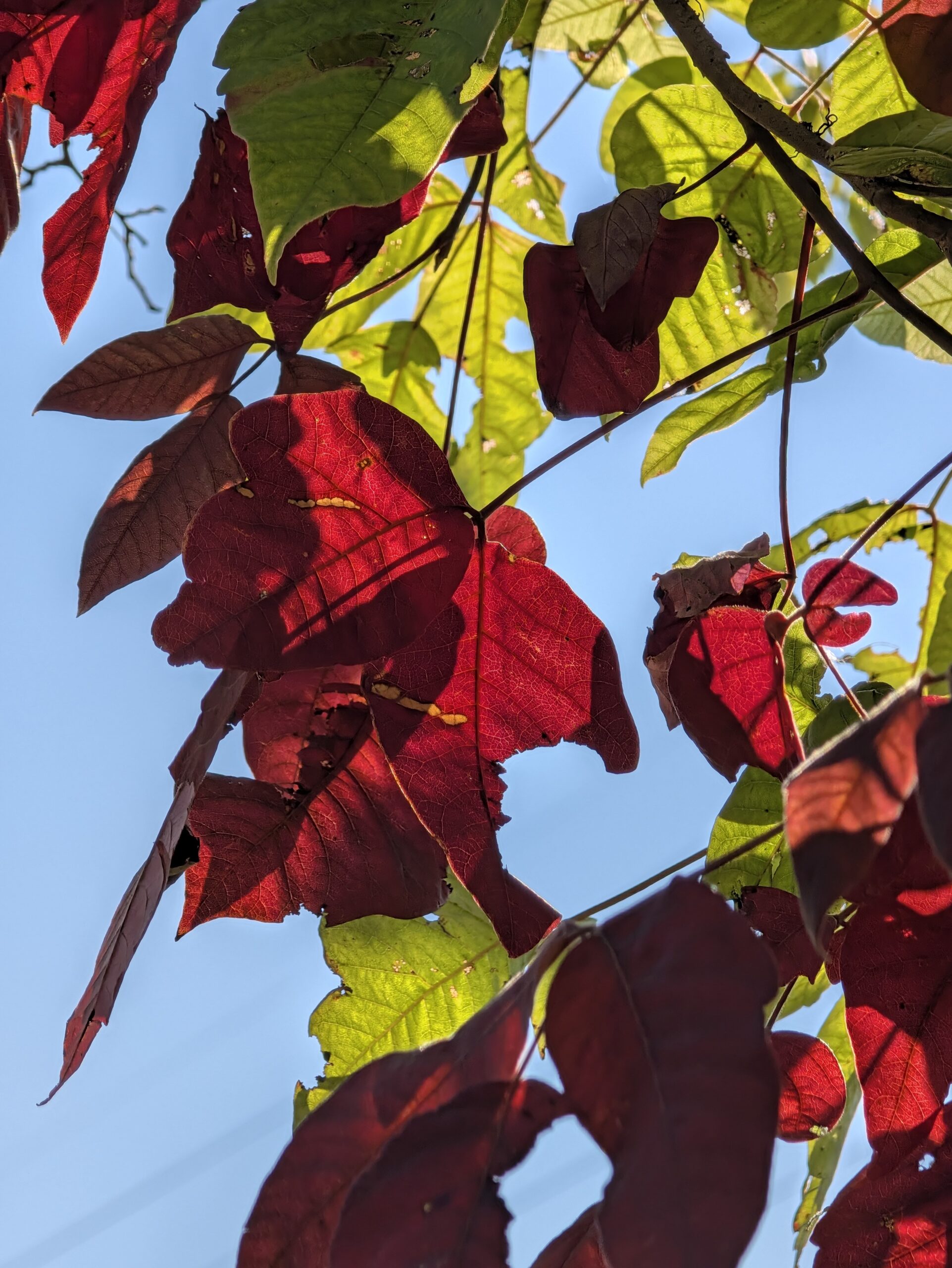 Photo of red and green leaves, taken with the Pixel 11 Pro.