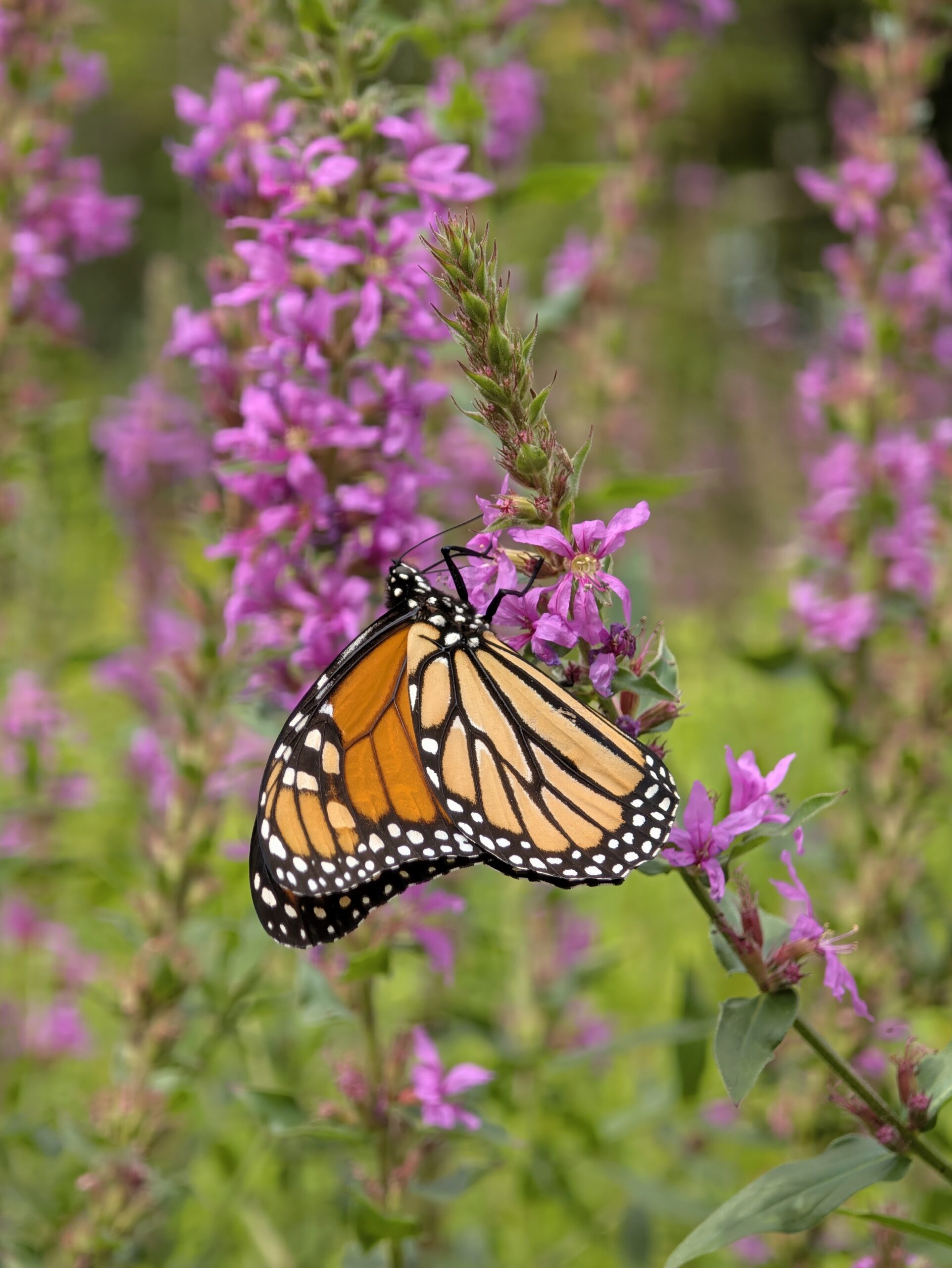 Photo of a monarch butterfly, taken with the Pixel 11 Pro.