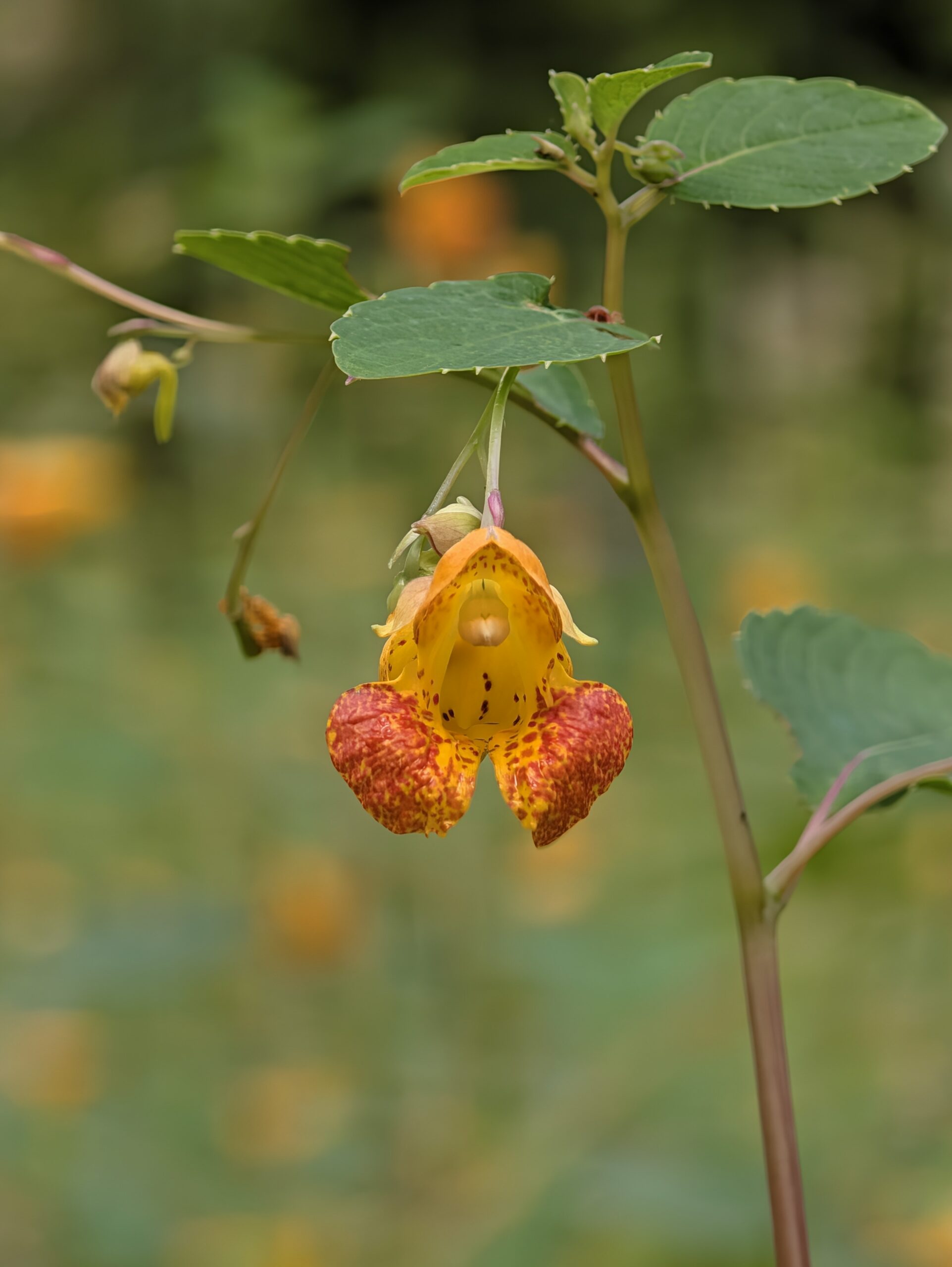 Photo of an orange and yellow flower, taken with the Pixel 11 Pro.
