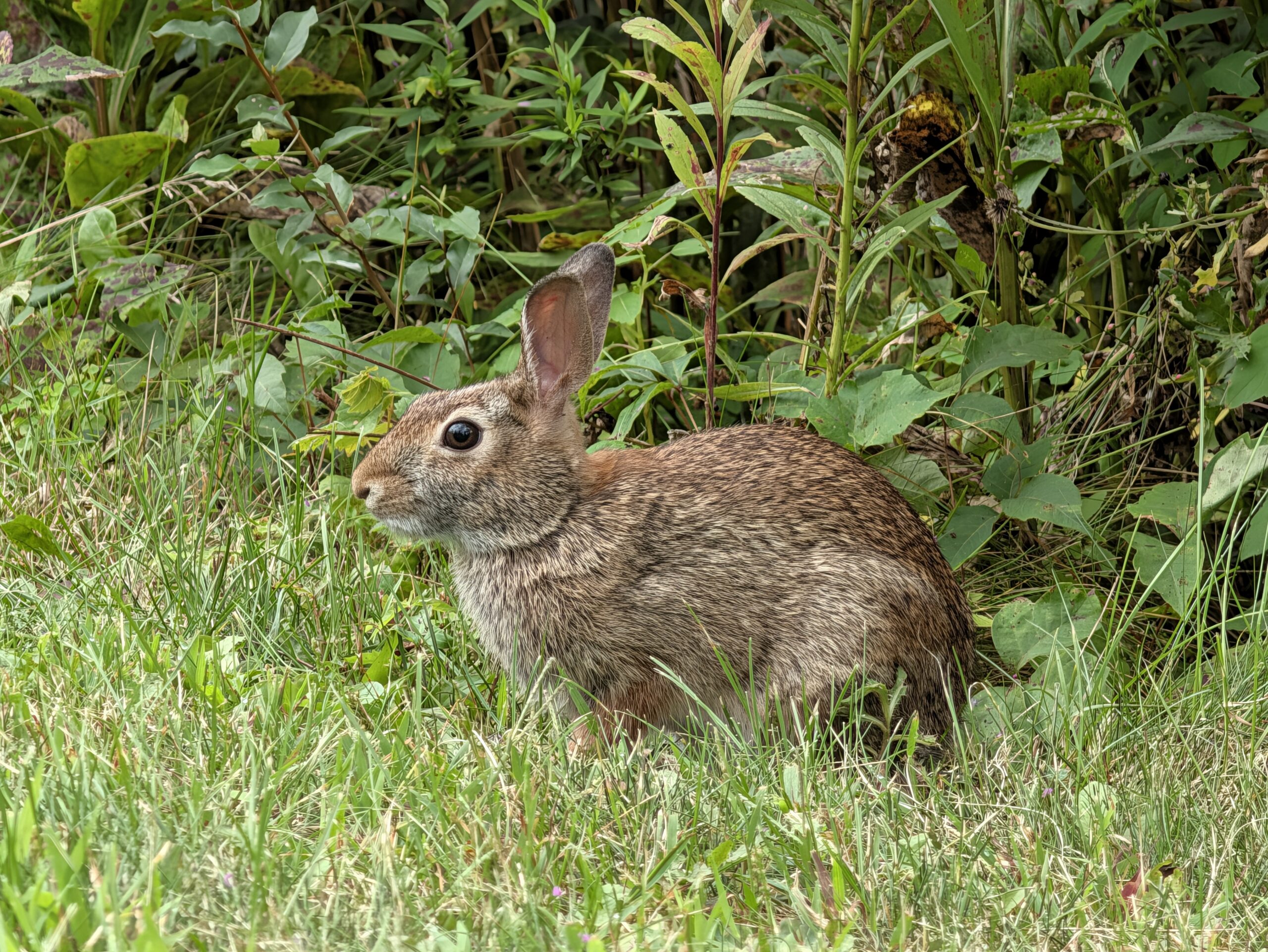 Photo of a wild rabbit, taken with the Pixel 11 Pro.