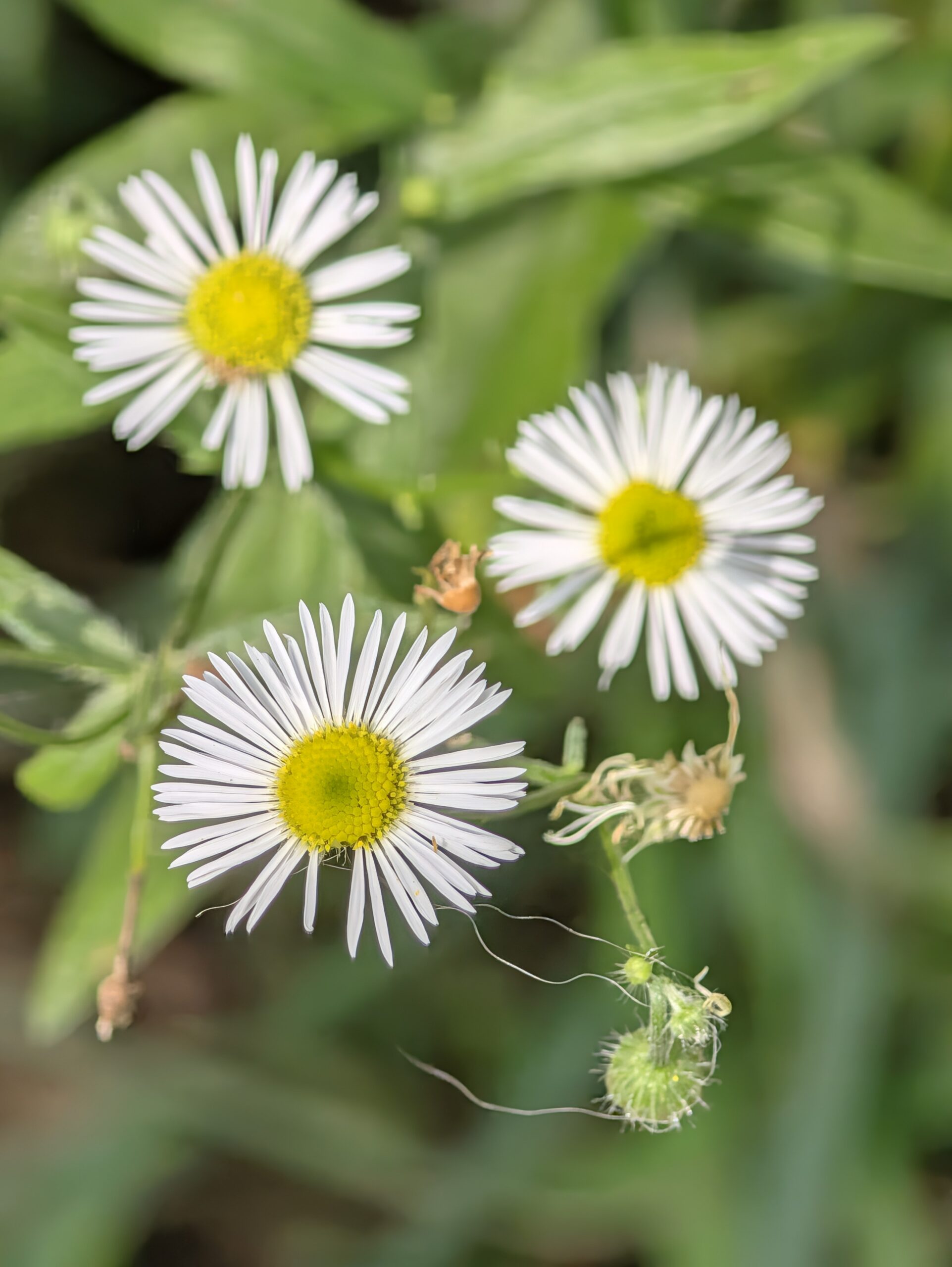 Photo of white and yellow flowers, taken with the Pixel 11 Pro.