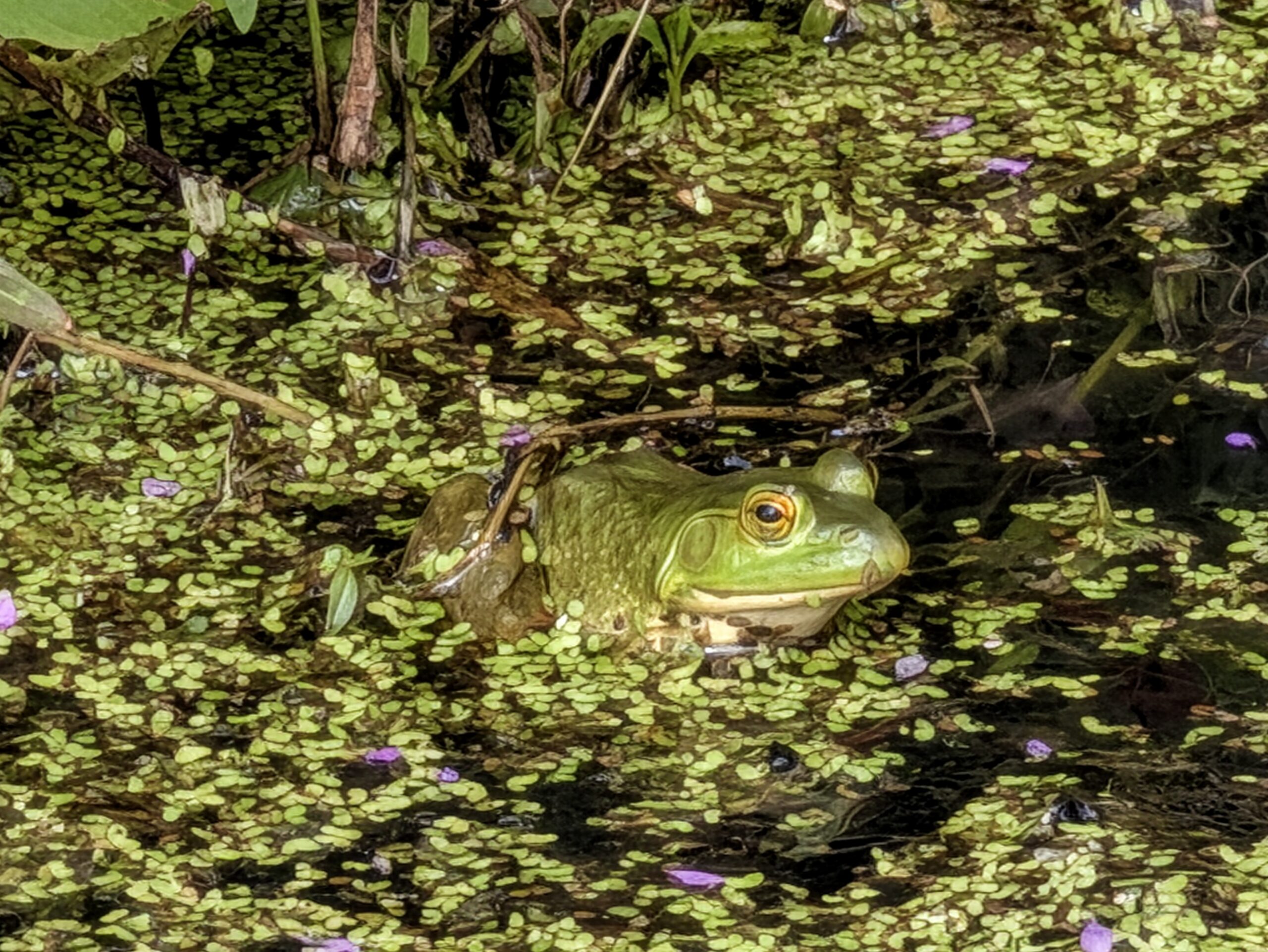 30x camera sample from the Pixel 11 Pro.