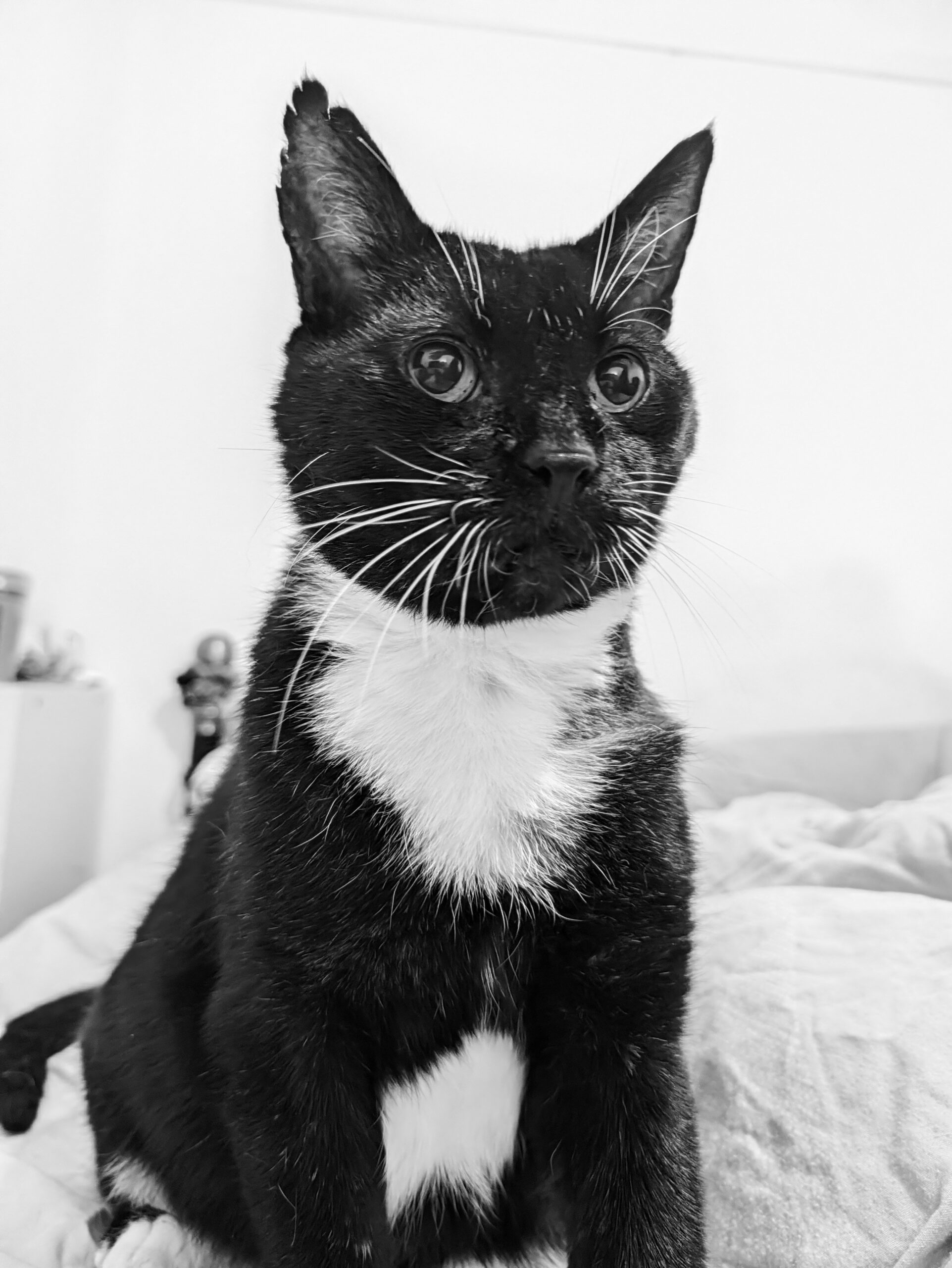 pixel 11 pro bandit00002