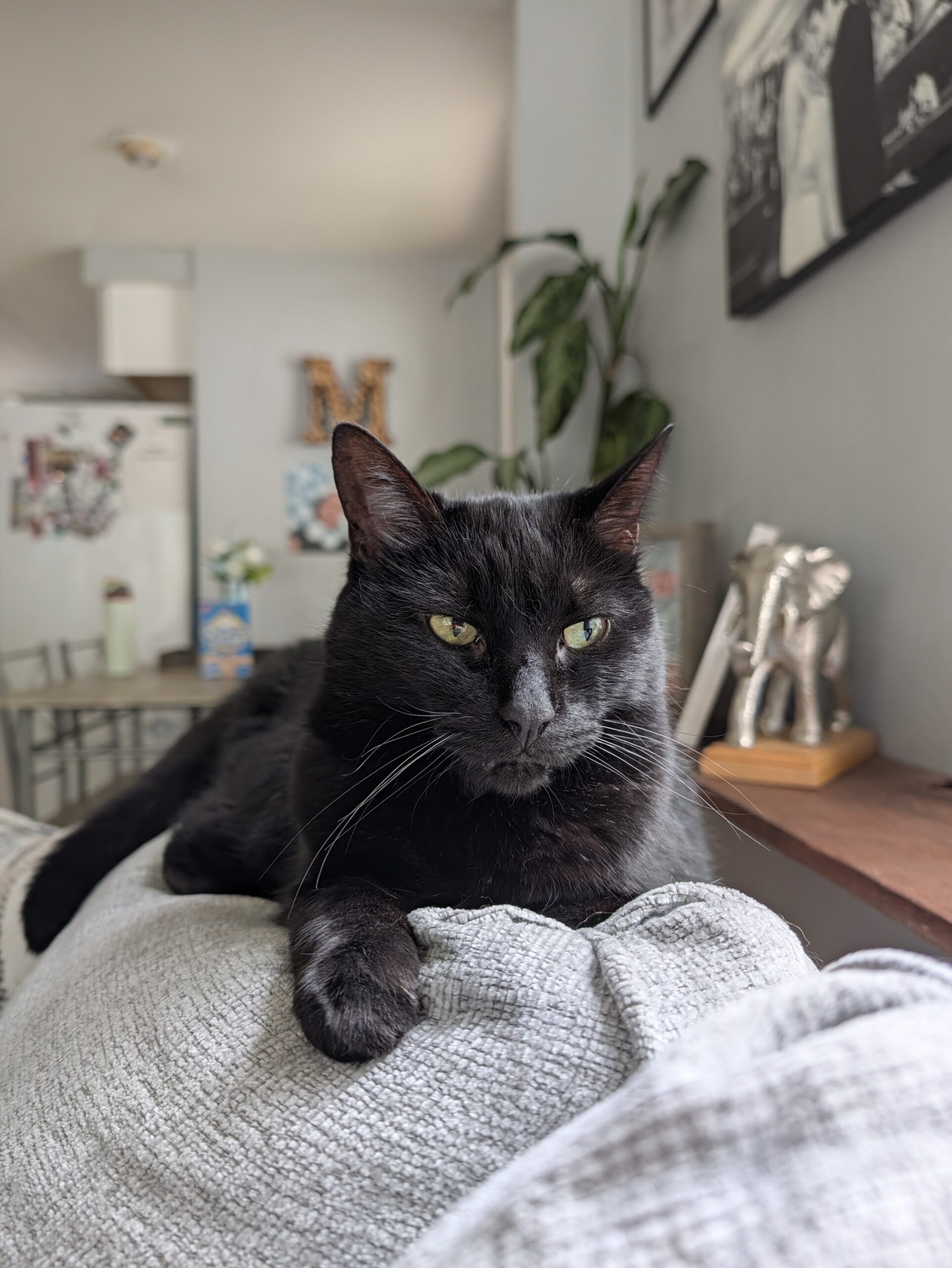 Original Camera Look on the Pixel 11 Pro.