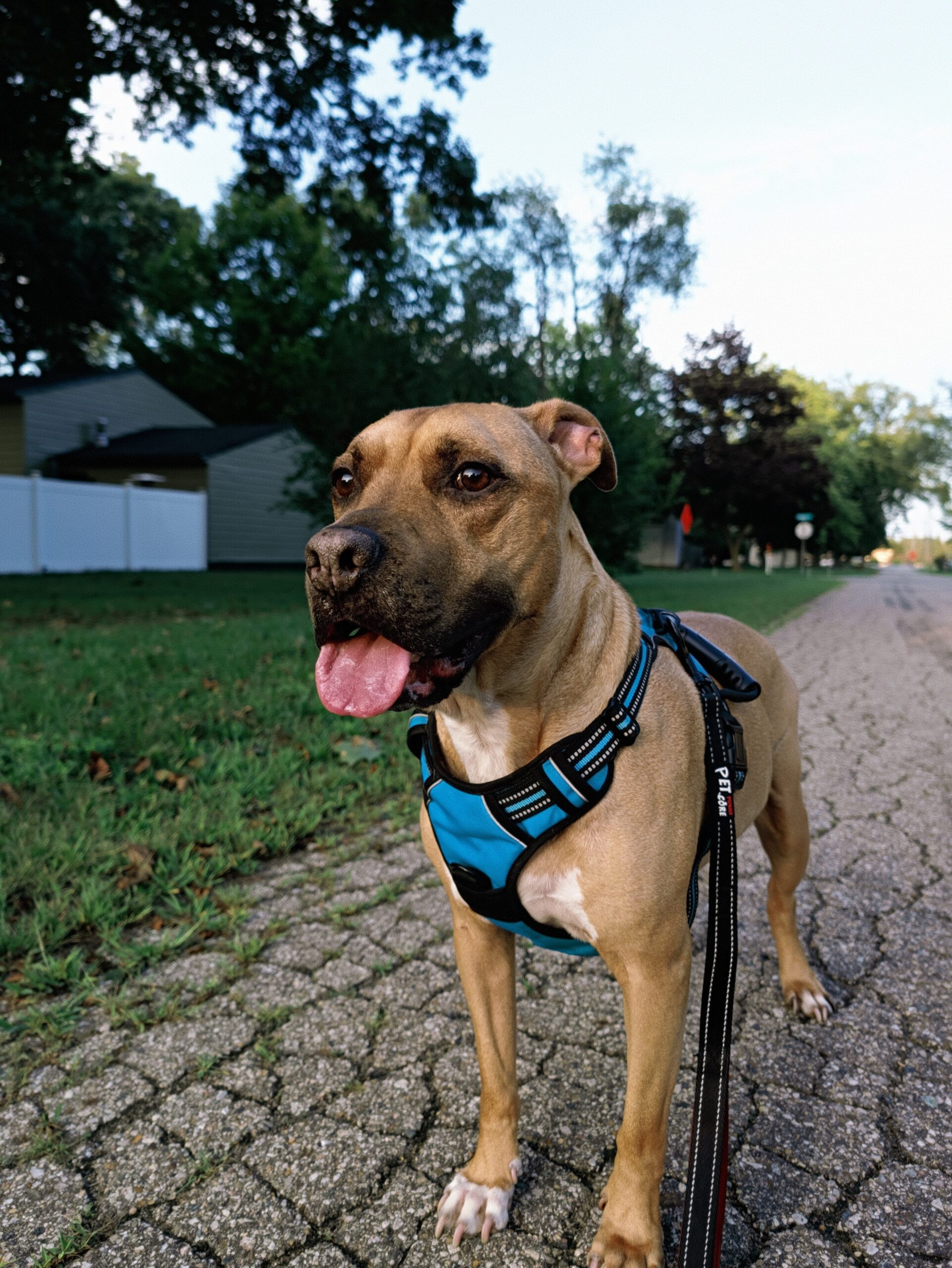 Velvet Camera Look on the Pixel 11 Pro.