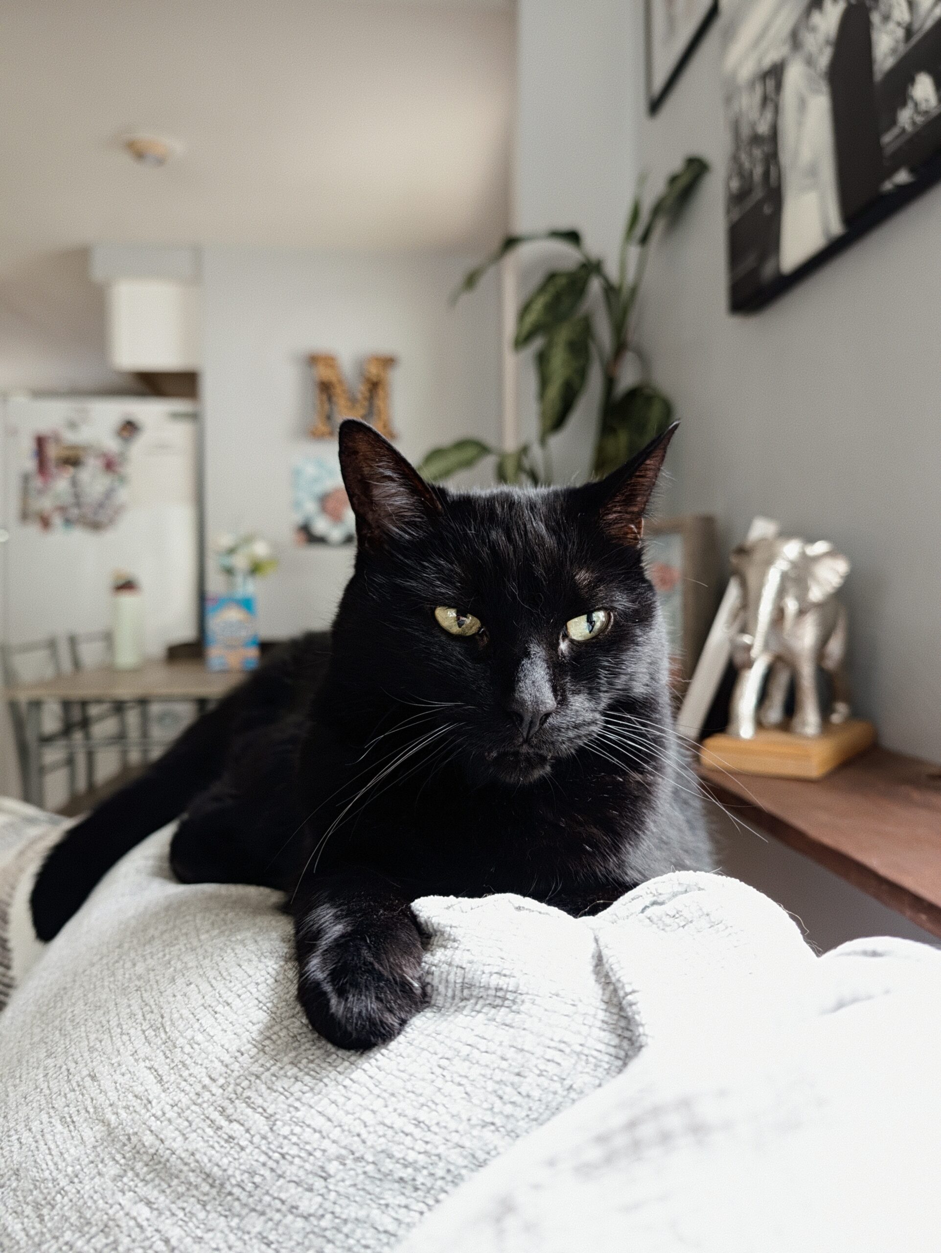 Editorial Camera Look on the Pixel 11 Pro.