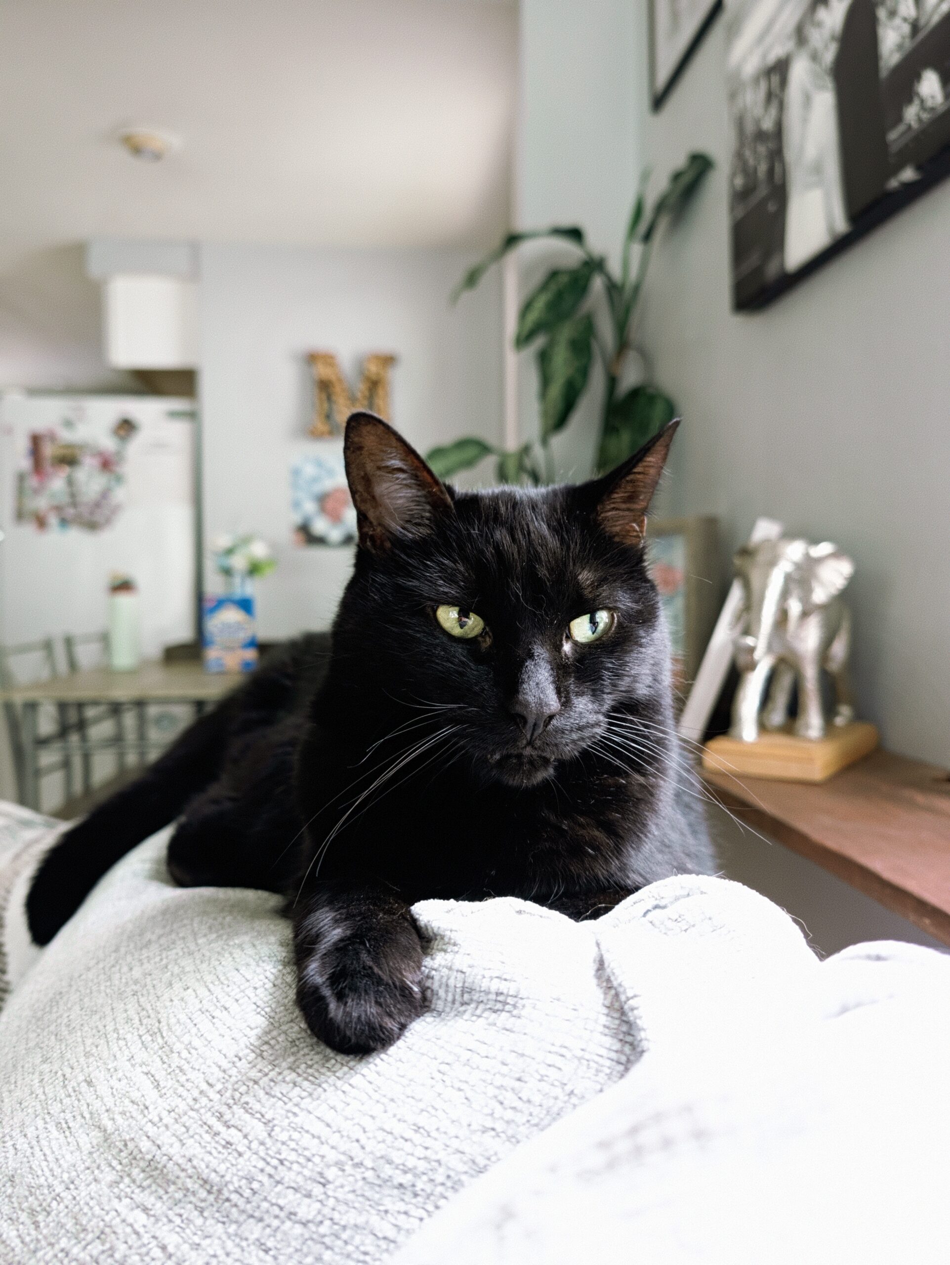 Velvet Camera Look on the Pixel 11 Pro.