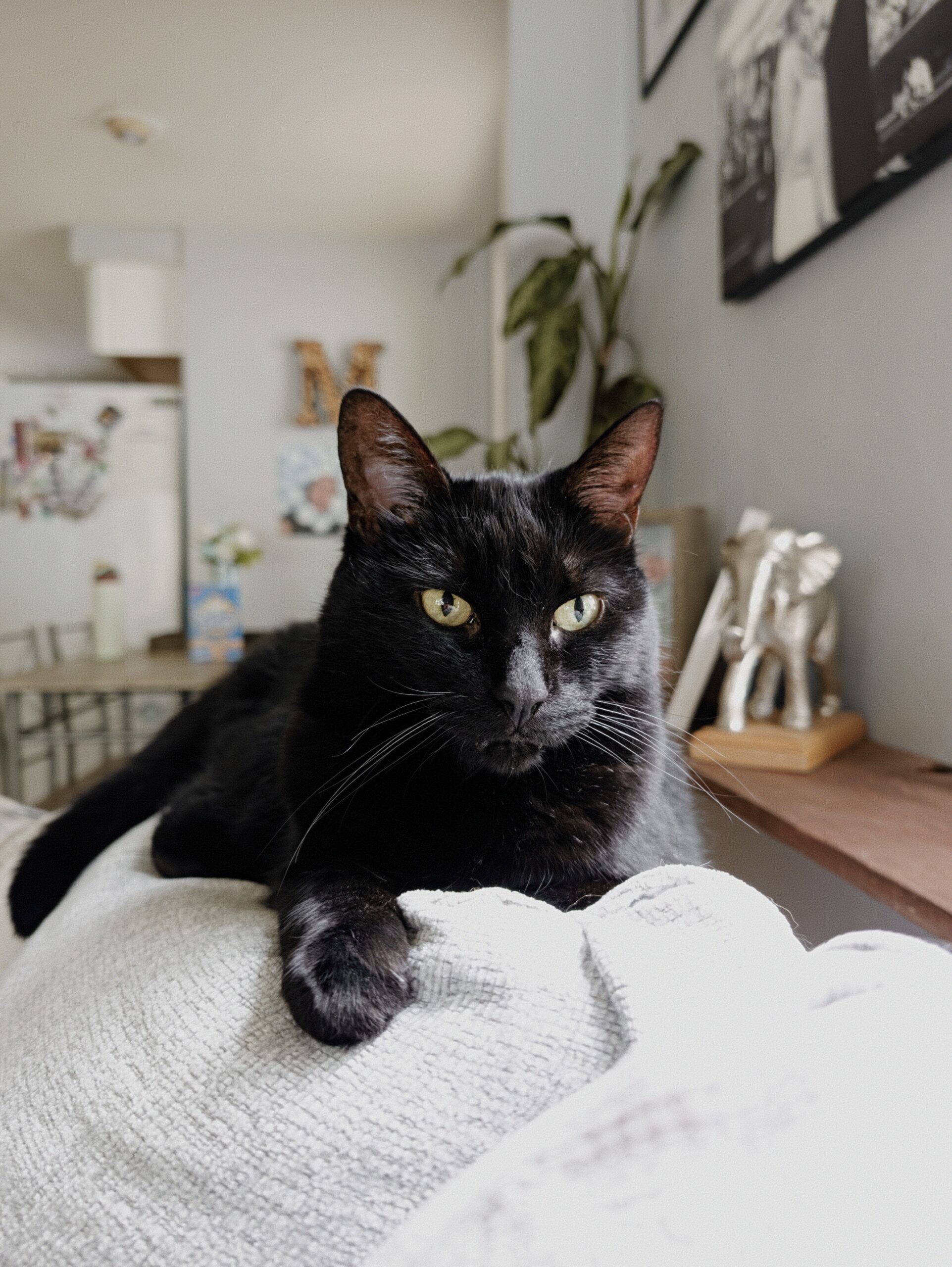 Classic Camera Look on the Pixel 11 Pro.