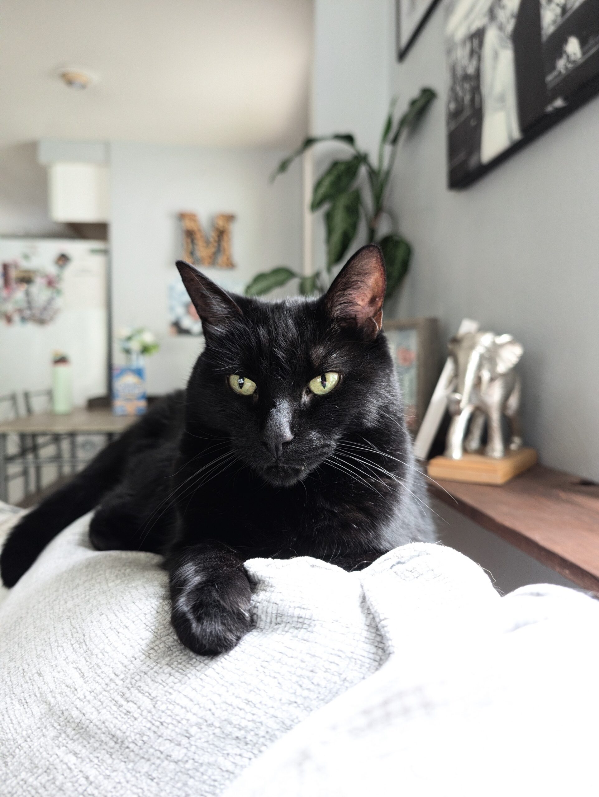 Digi Camera Look on the Pixel 11 Pro.