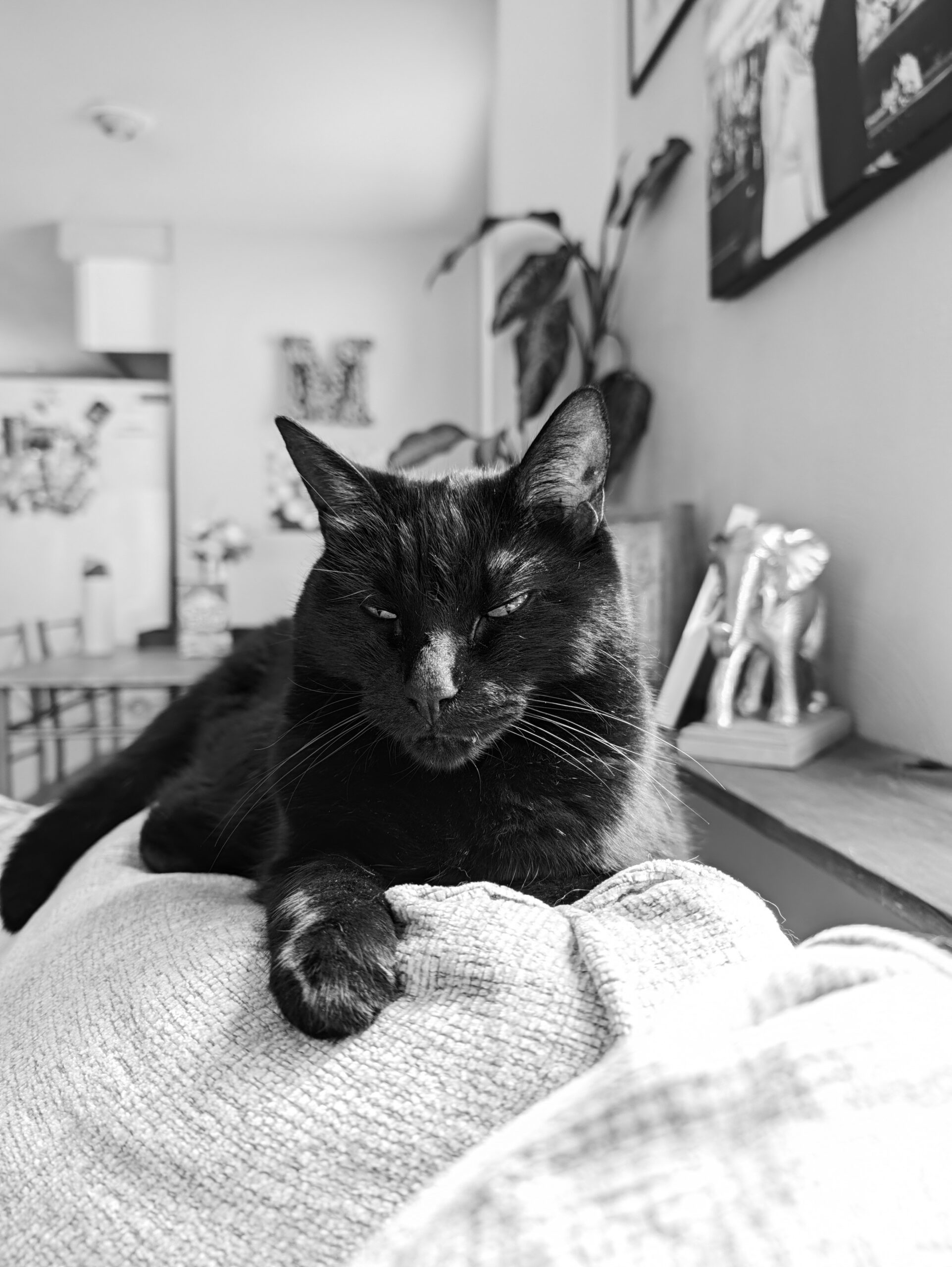 Black Tie Camera Look on the Pixel 11 Pro.