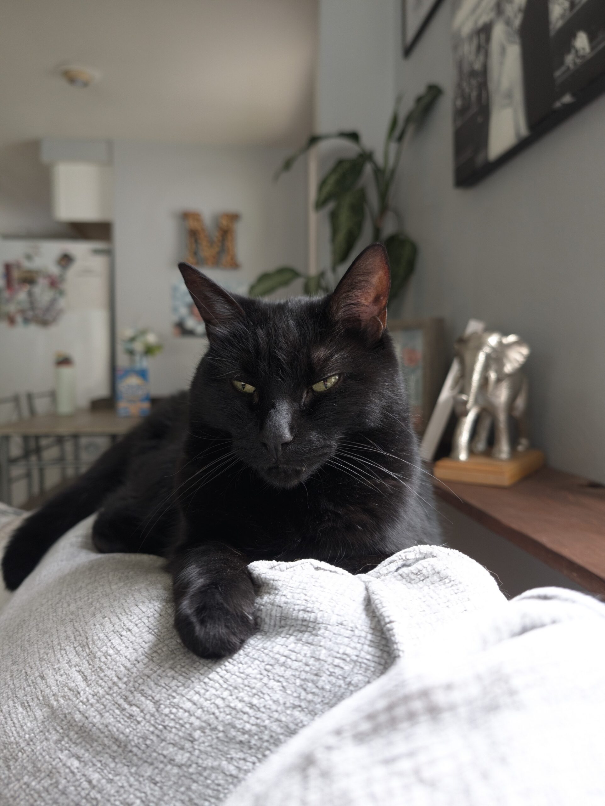 Minimal Camera Look on the Pixel 11 Pro.