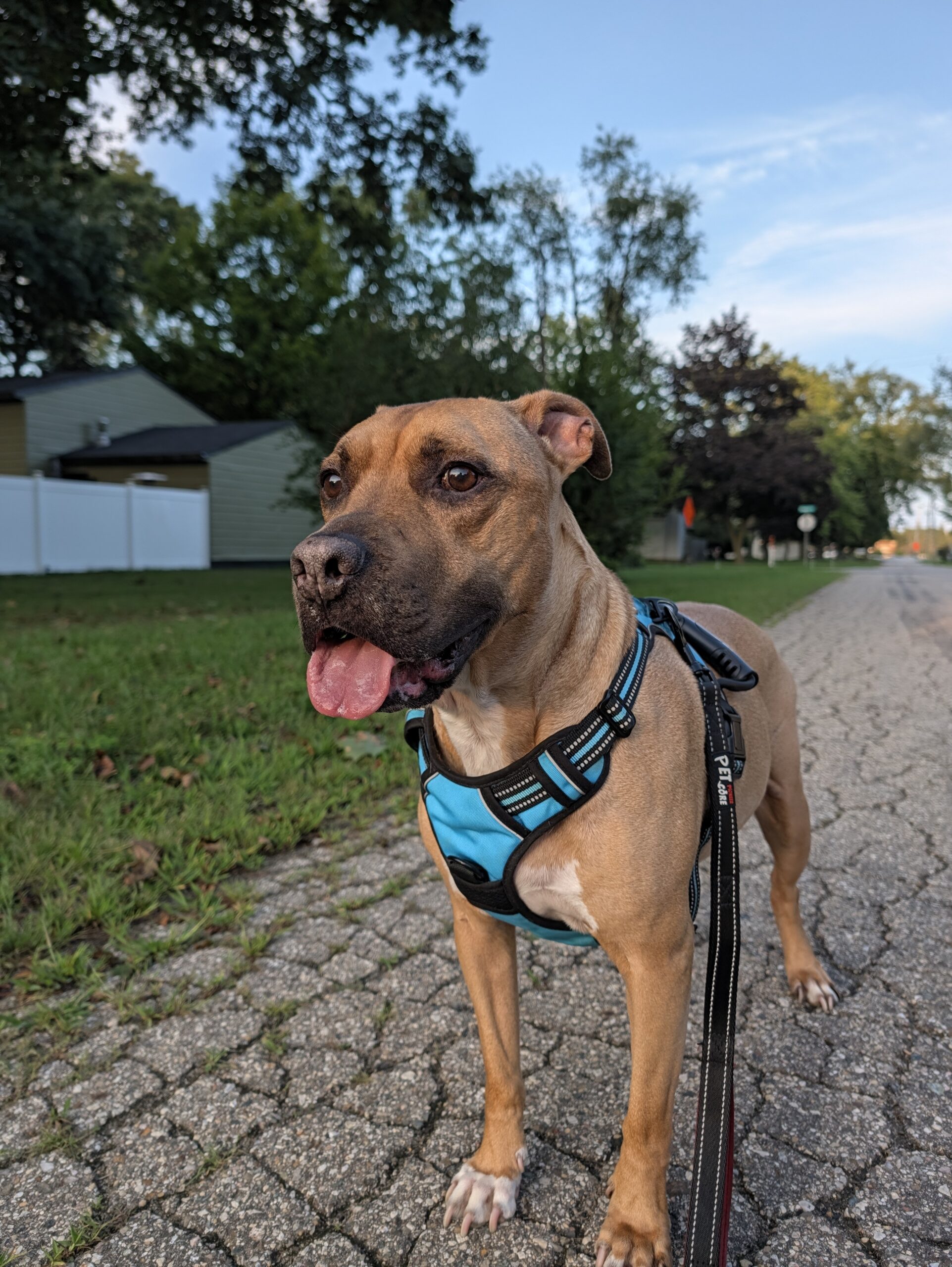 Original Camera Look on the Pixel 11 Pro.
