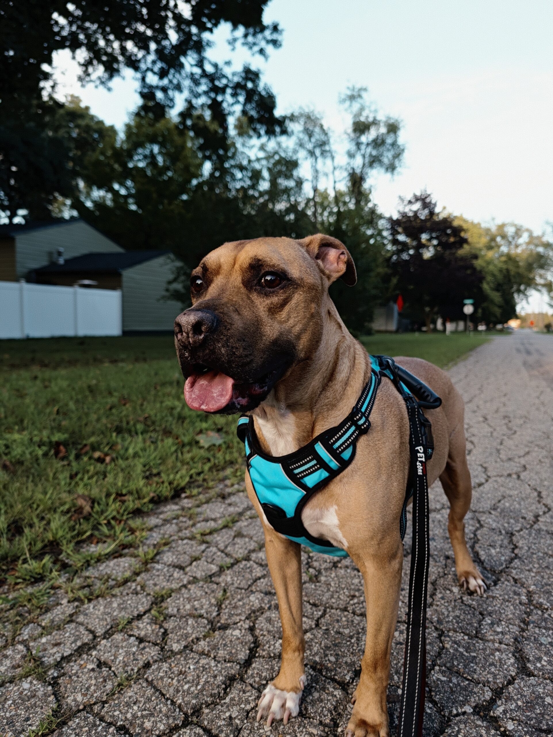Editorial Camera Look on the Pixel 11 Pro.