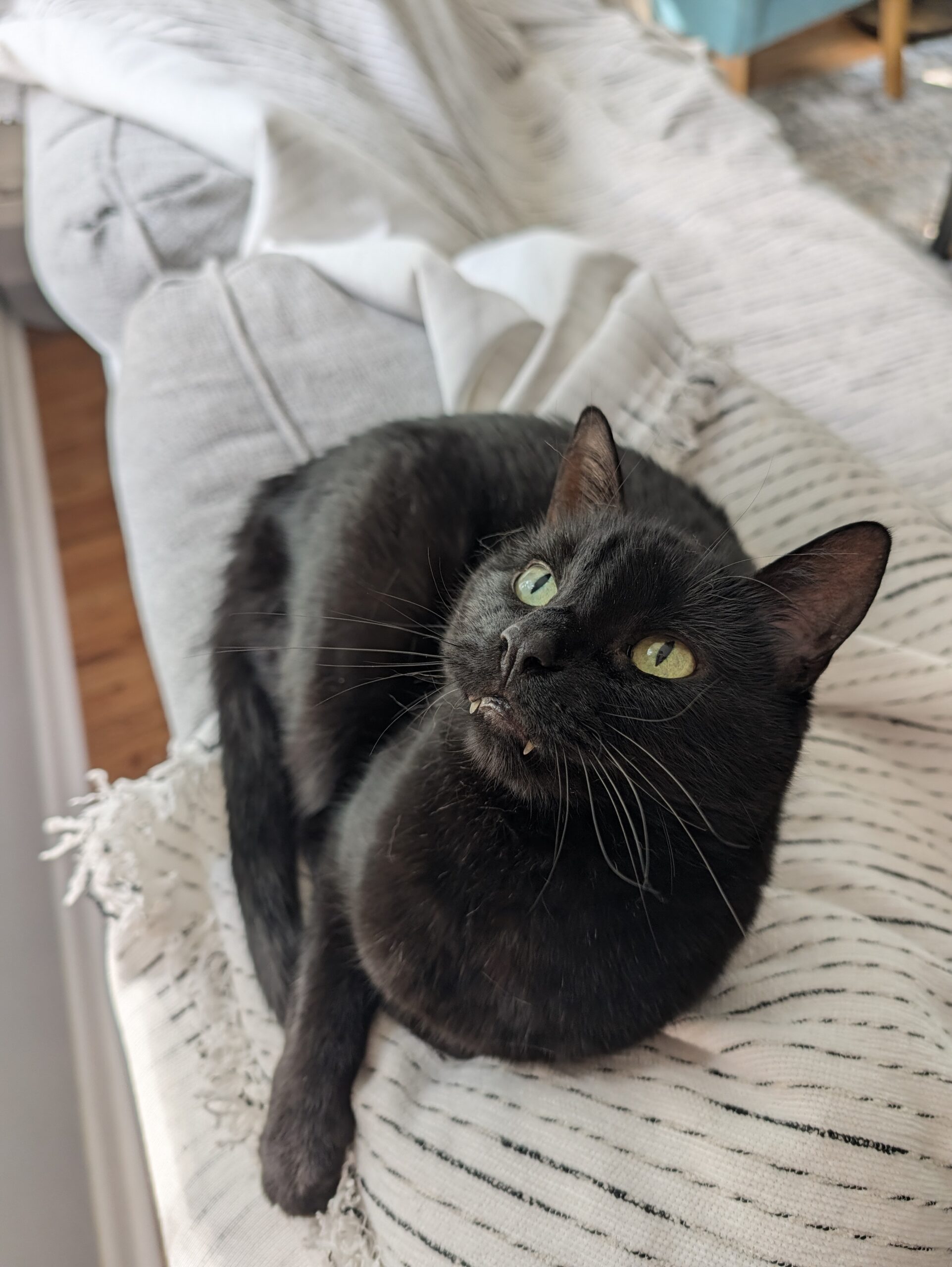 Photo of a black cat, taken with the Pixel 11 Pro.