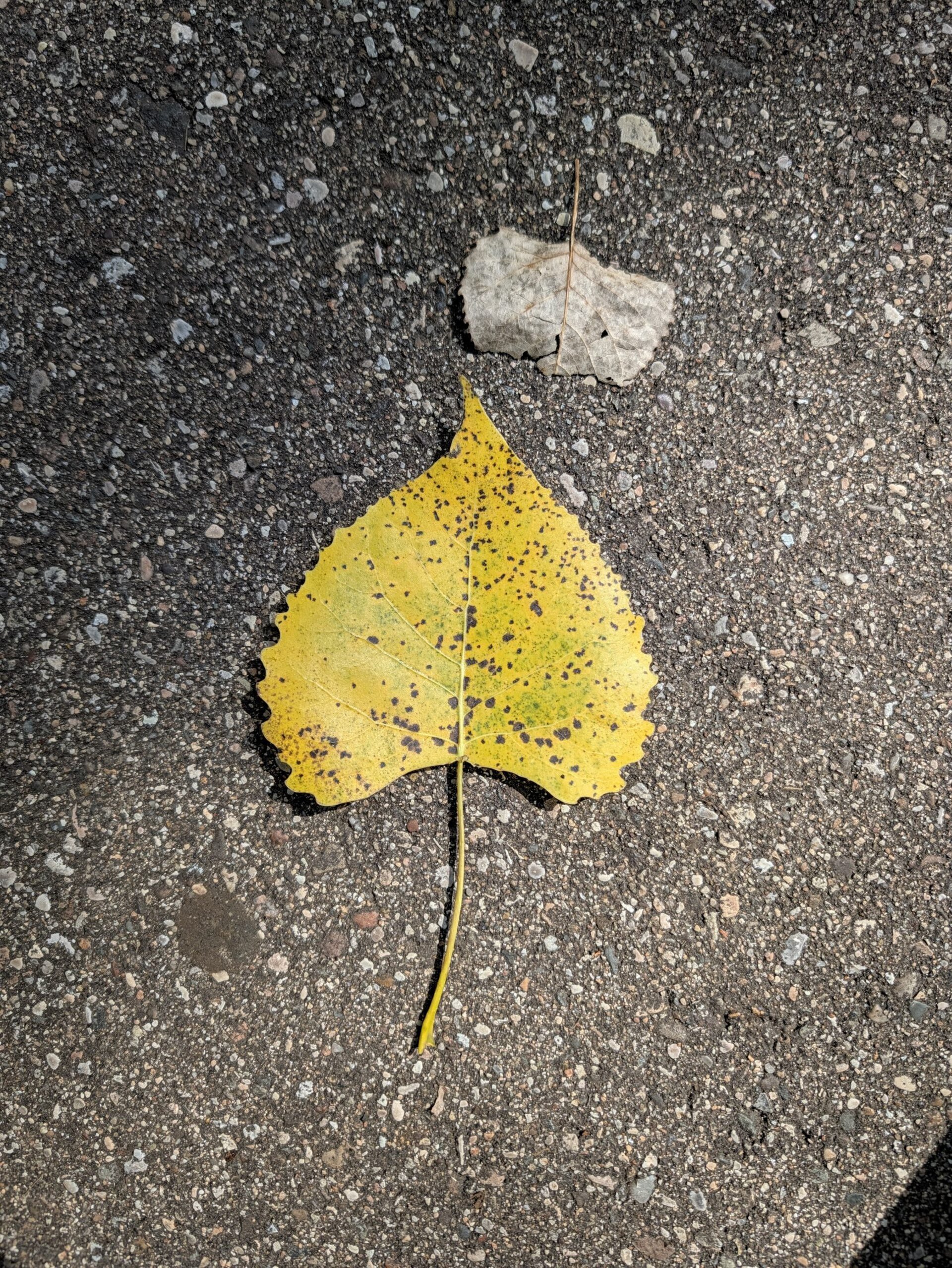 Photo of a yellow leaf, taken with the Pixel 11 Pro.