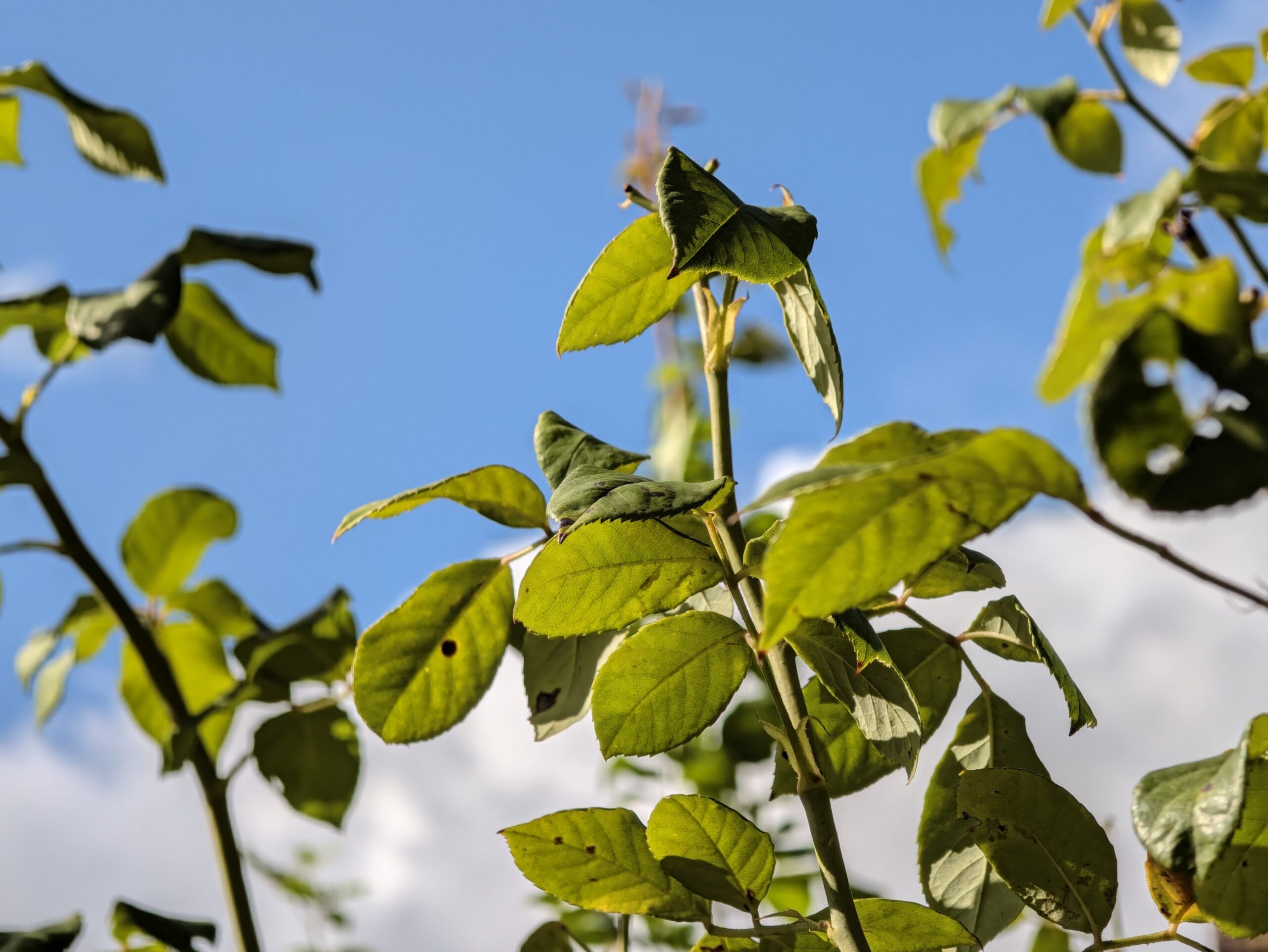 pixel 11 pro camera samples00001