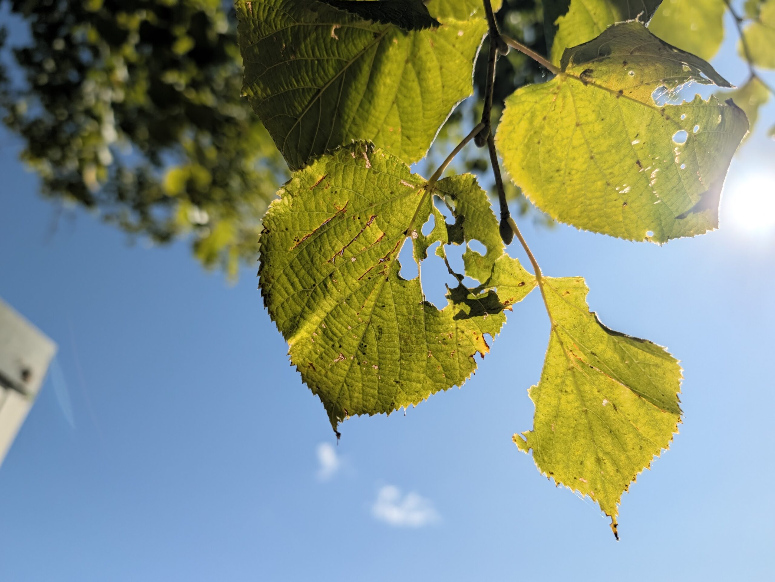 pixel 11 pro camera samples00002