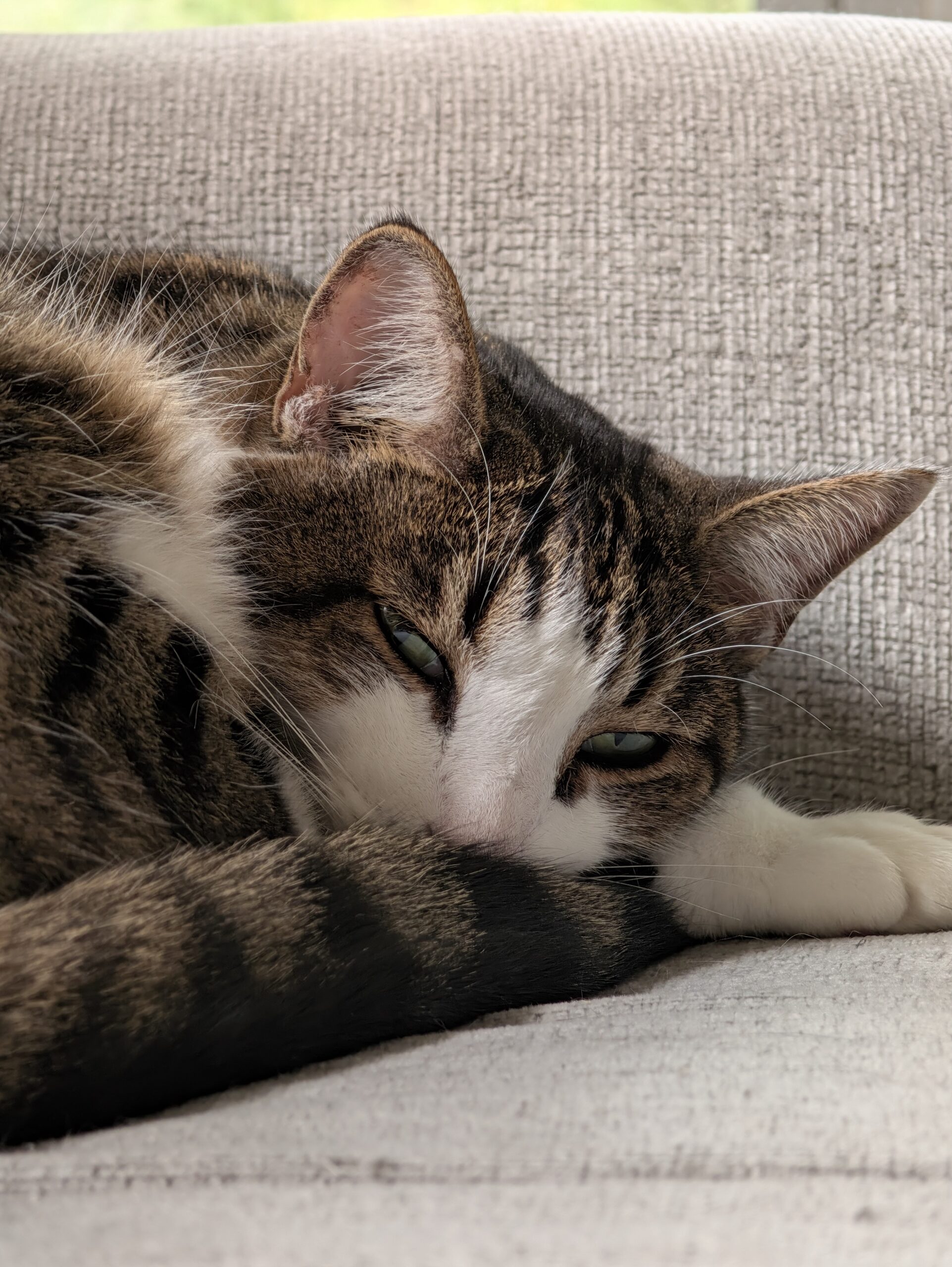 Photo of a cat, taken with the Pixel 11 Pro.
