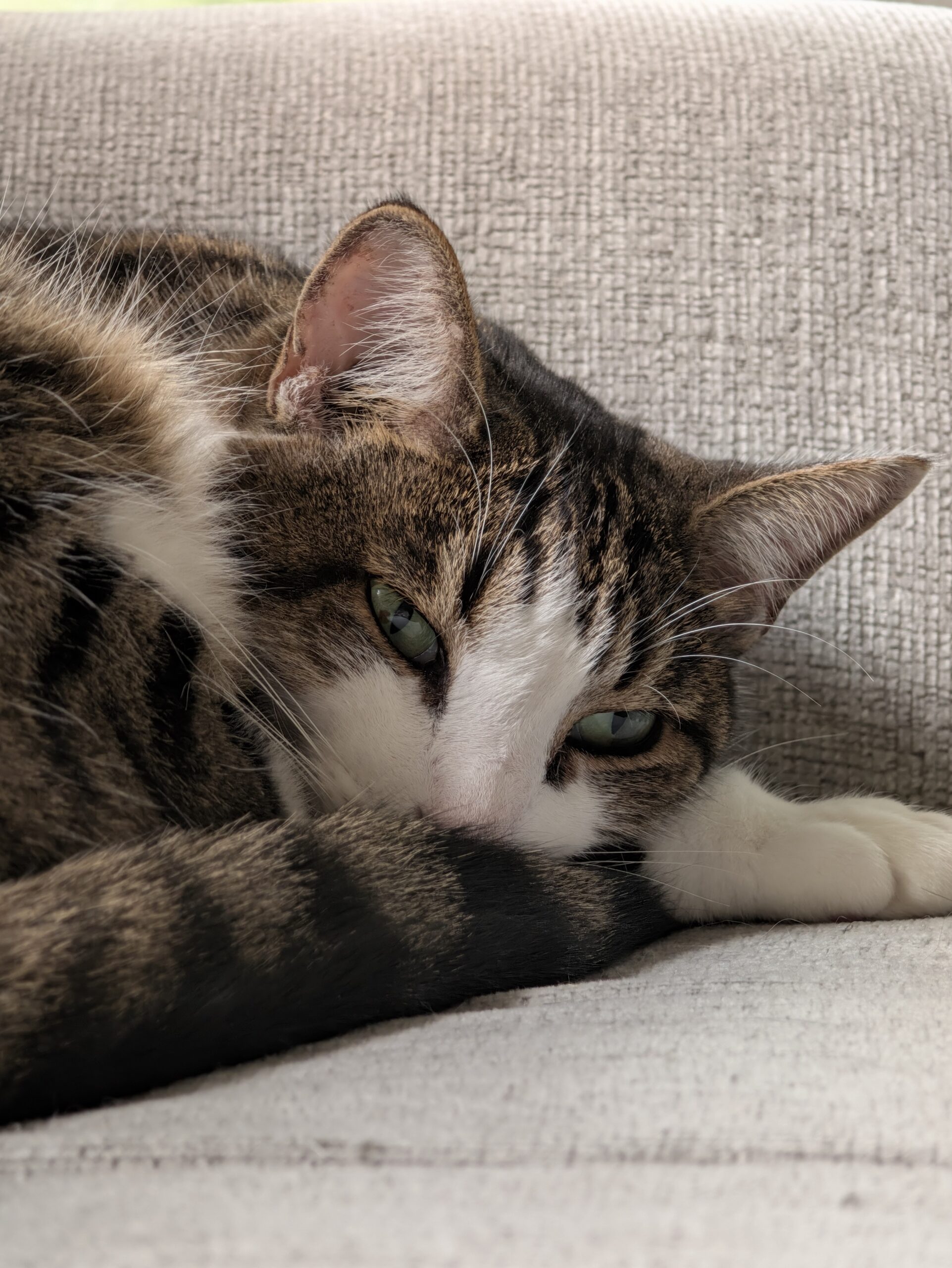 Photo of a cat, taken with the Pixel 11 Pro.