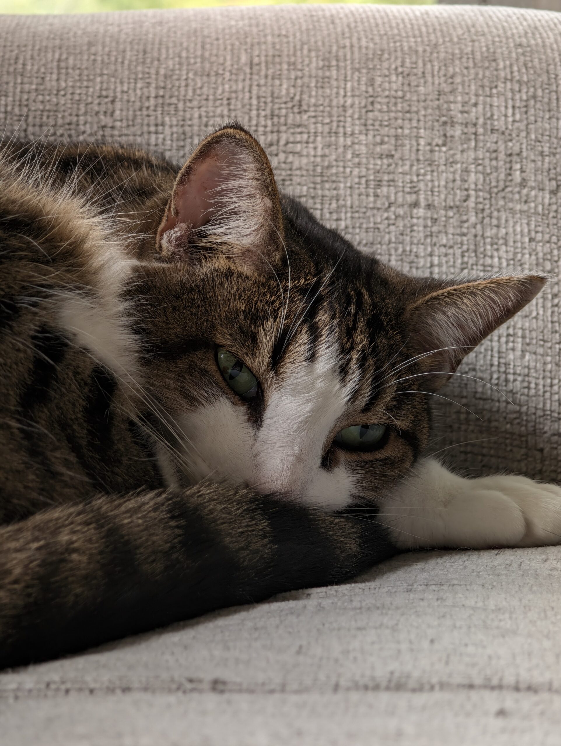 Photo of a cat, taken with the Pixel 11 Pro.