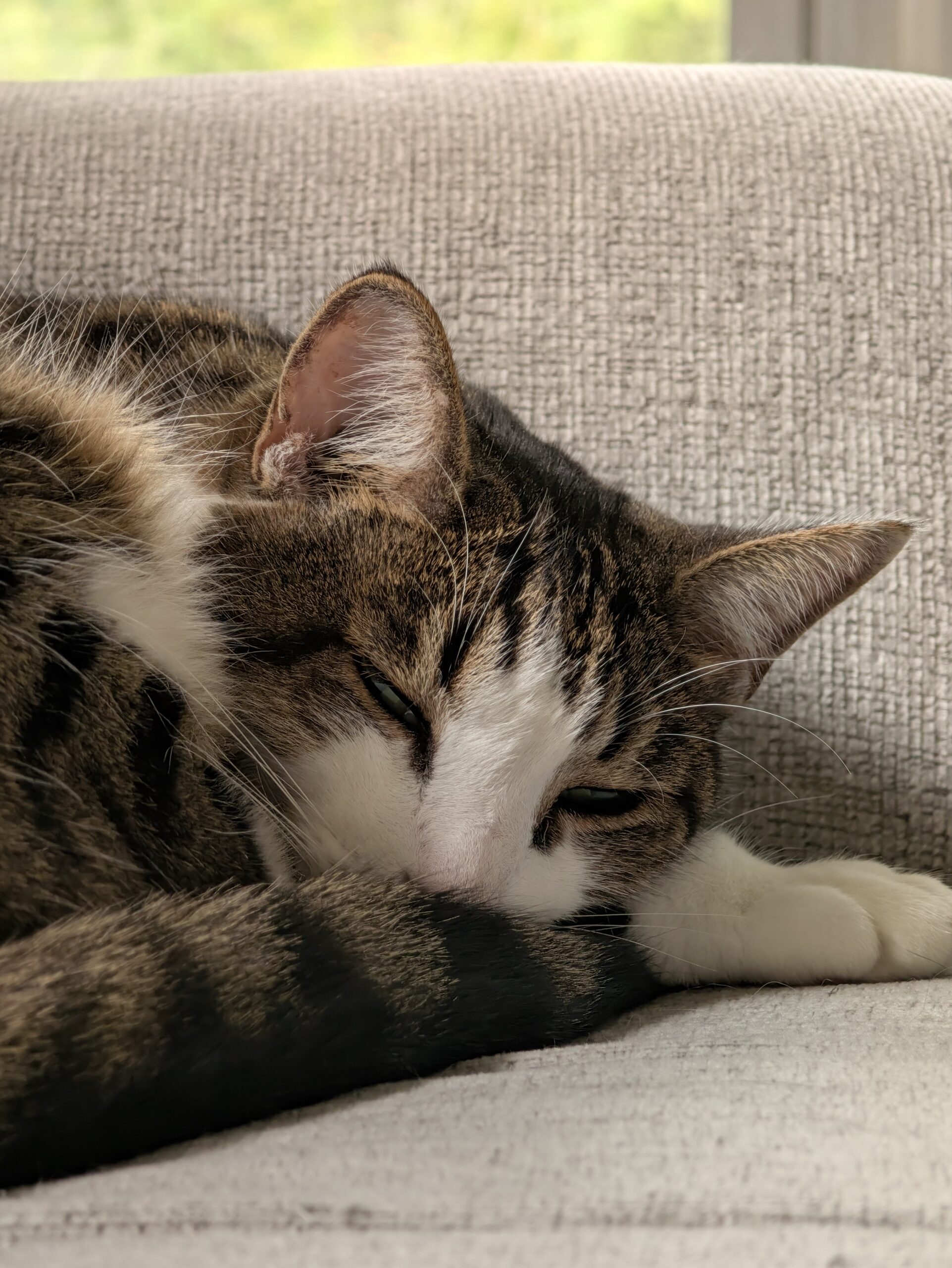 Photo of a cat, taken with the Pixel 11 Pro.