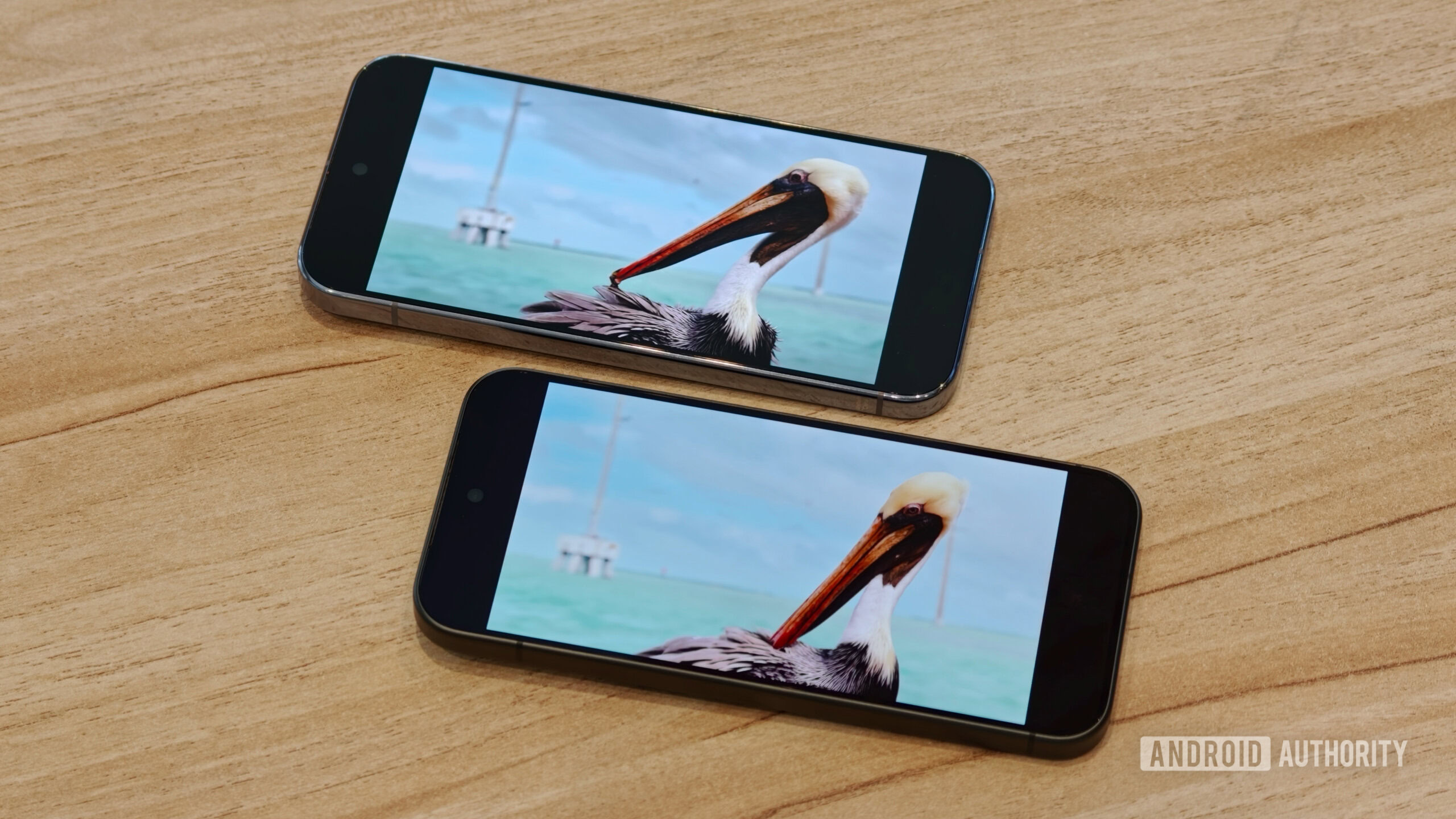 pixel 11 pro vs pixel 10 pro modem 8 Pixel 11 Pro and Pixel 10 Pro lying on a wooden table side-by-side playing the same pelican nature video for a display color and contrast comparison