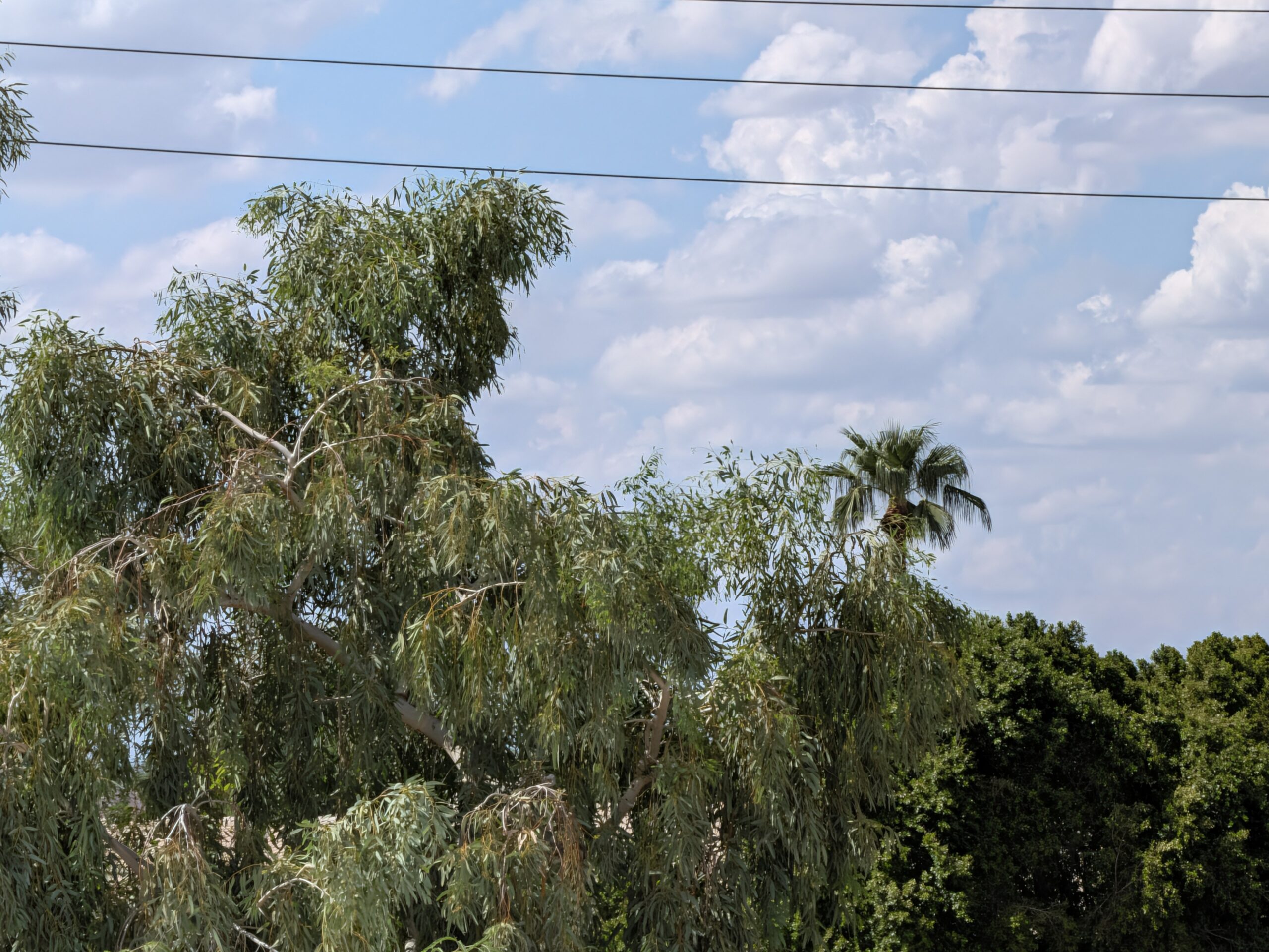 A landscape shot as captured by the Pixel 11 camera at 10x zoom.