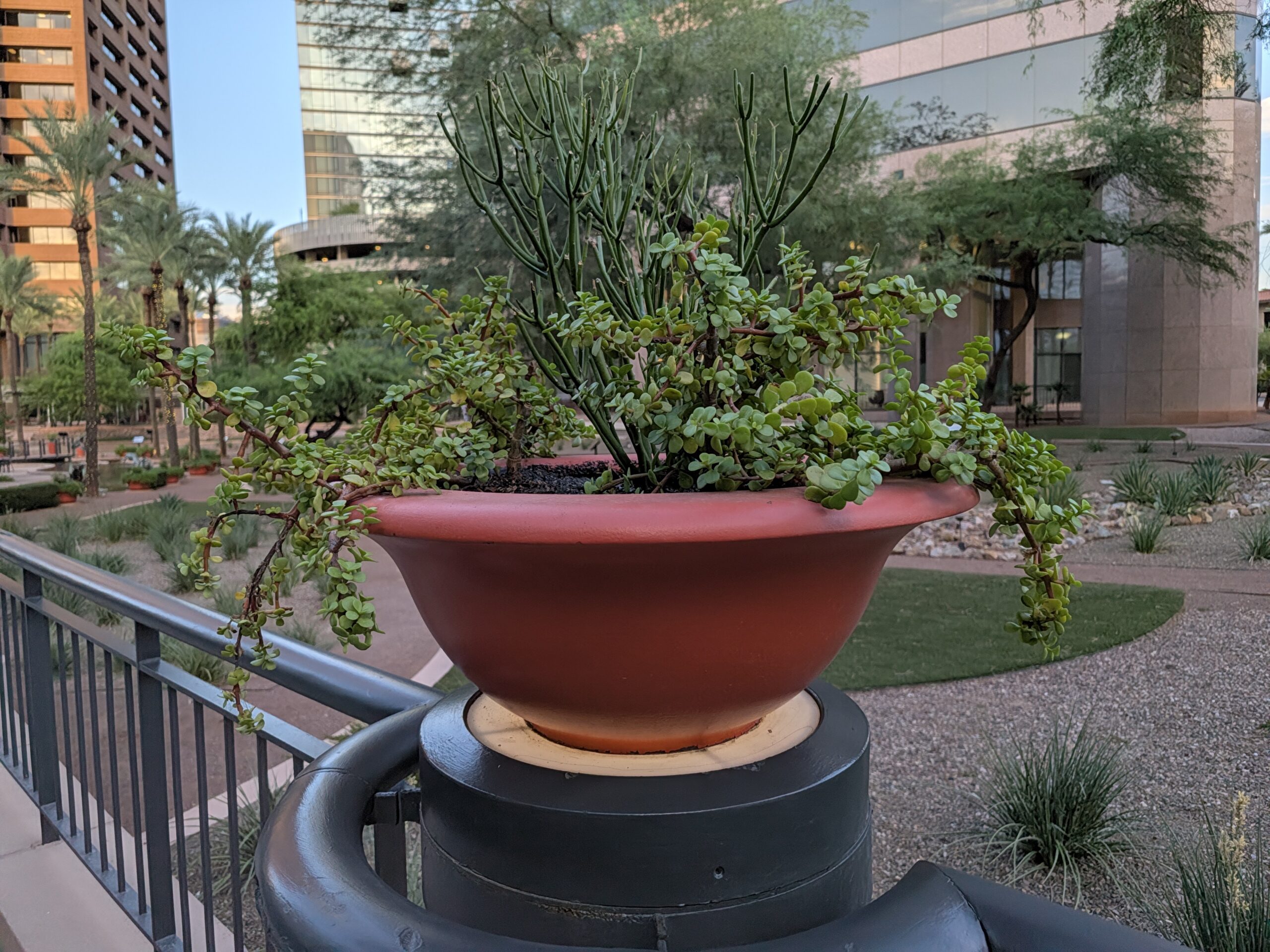 A plant as captured by the Pixel 11 camera.