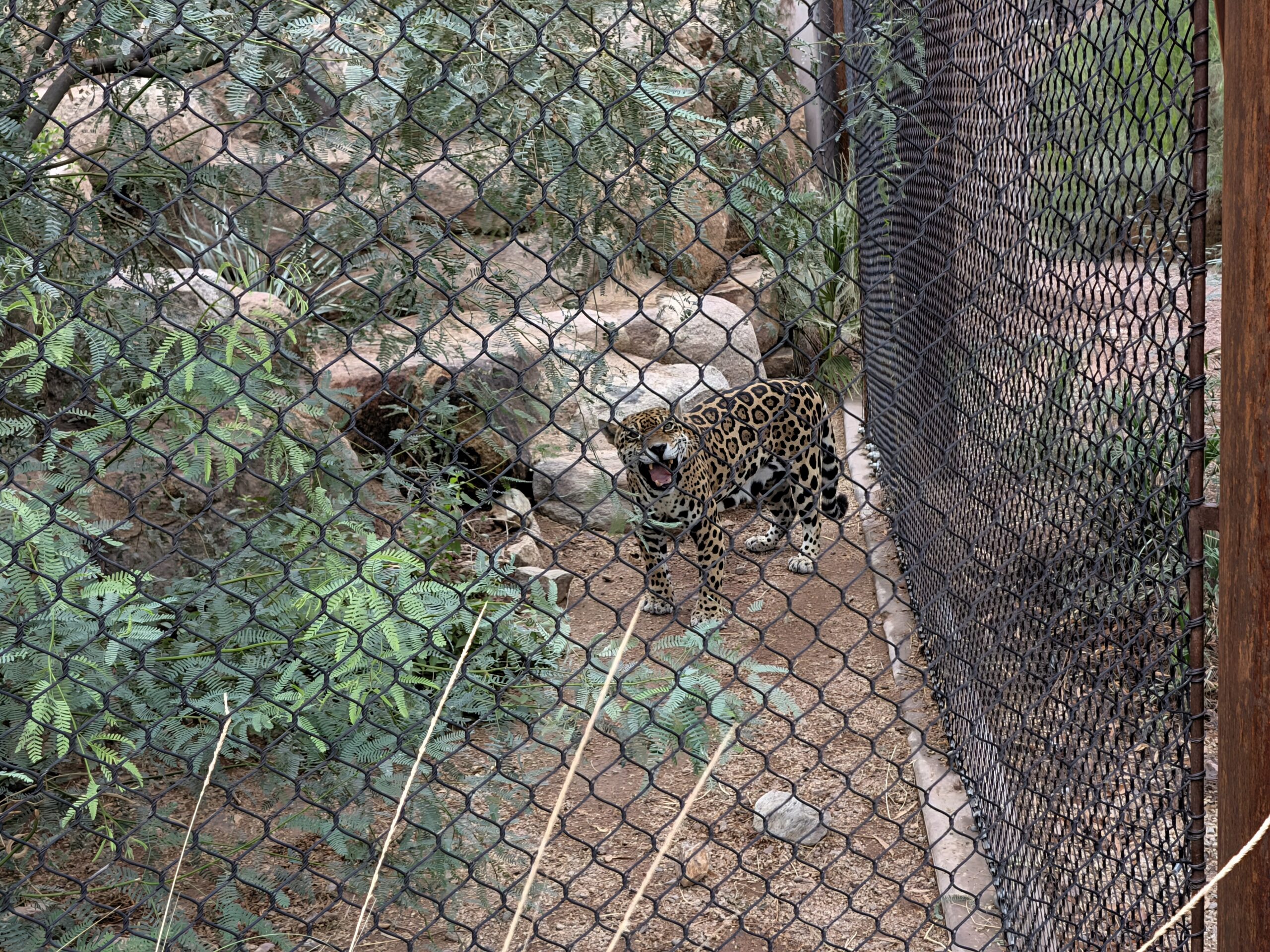 A shot of a jaguar taken with Magic Capture on the Pixel 11.