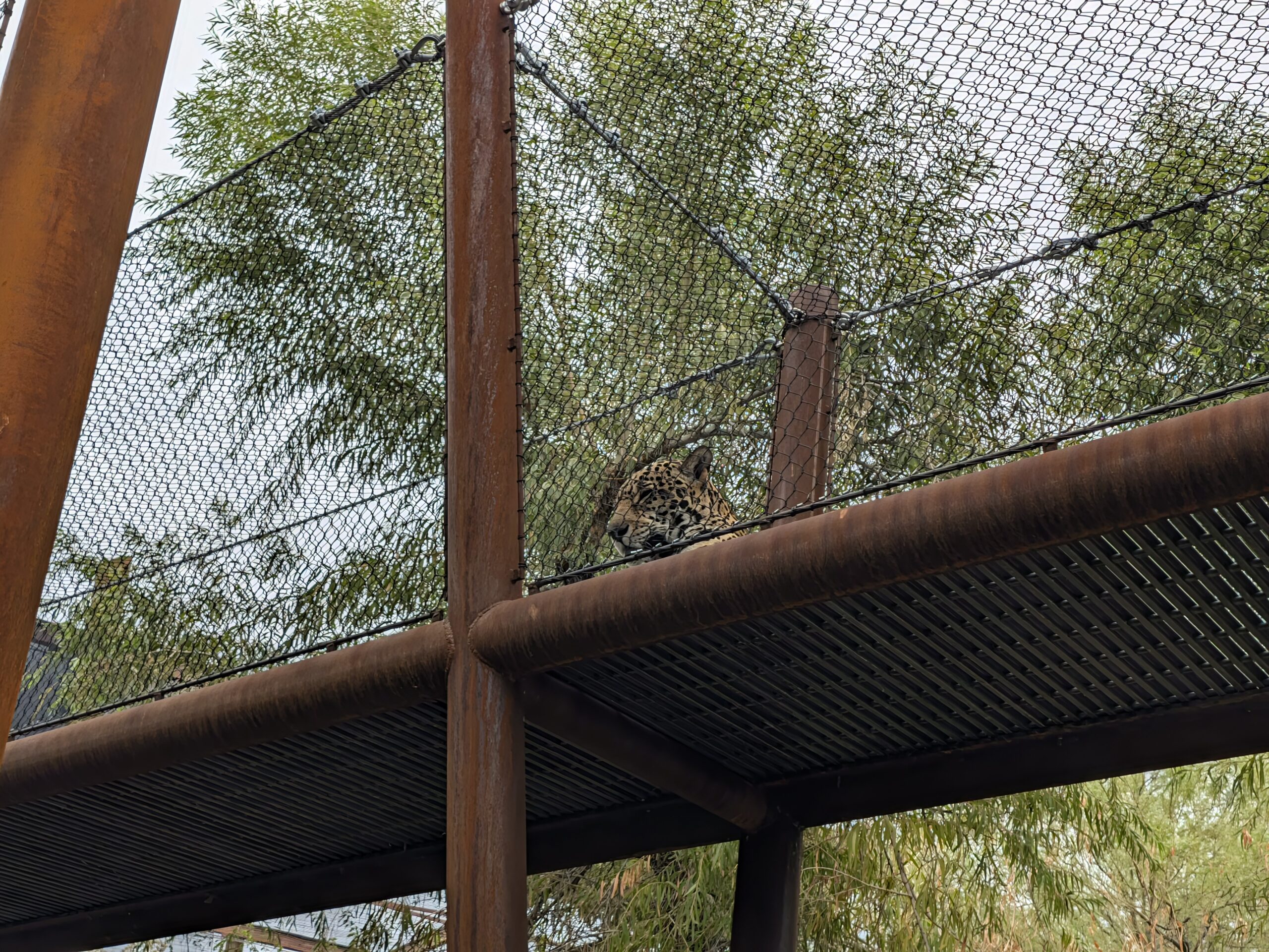 A shot of a jaguar taken with Magic Capture on the Pixel 11.