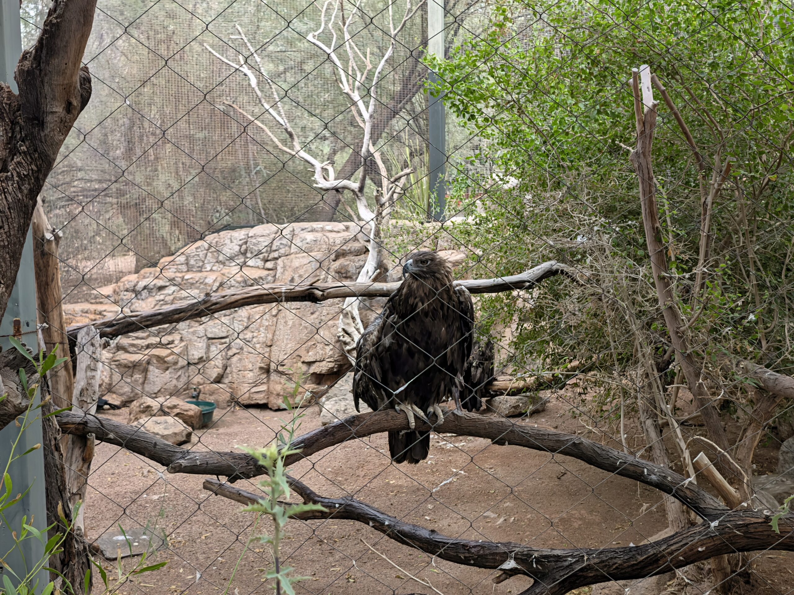 A shot of a bird taken with Magic Capture on the Pixel 11.