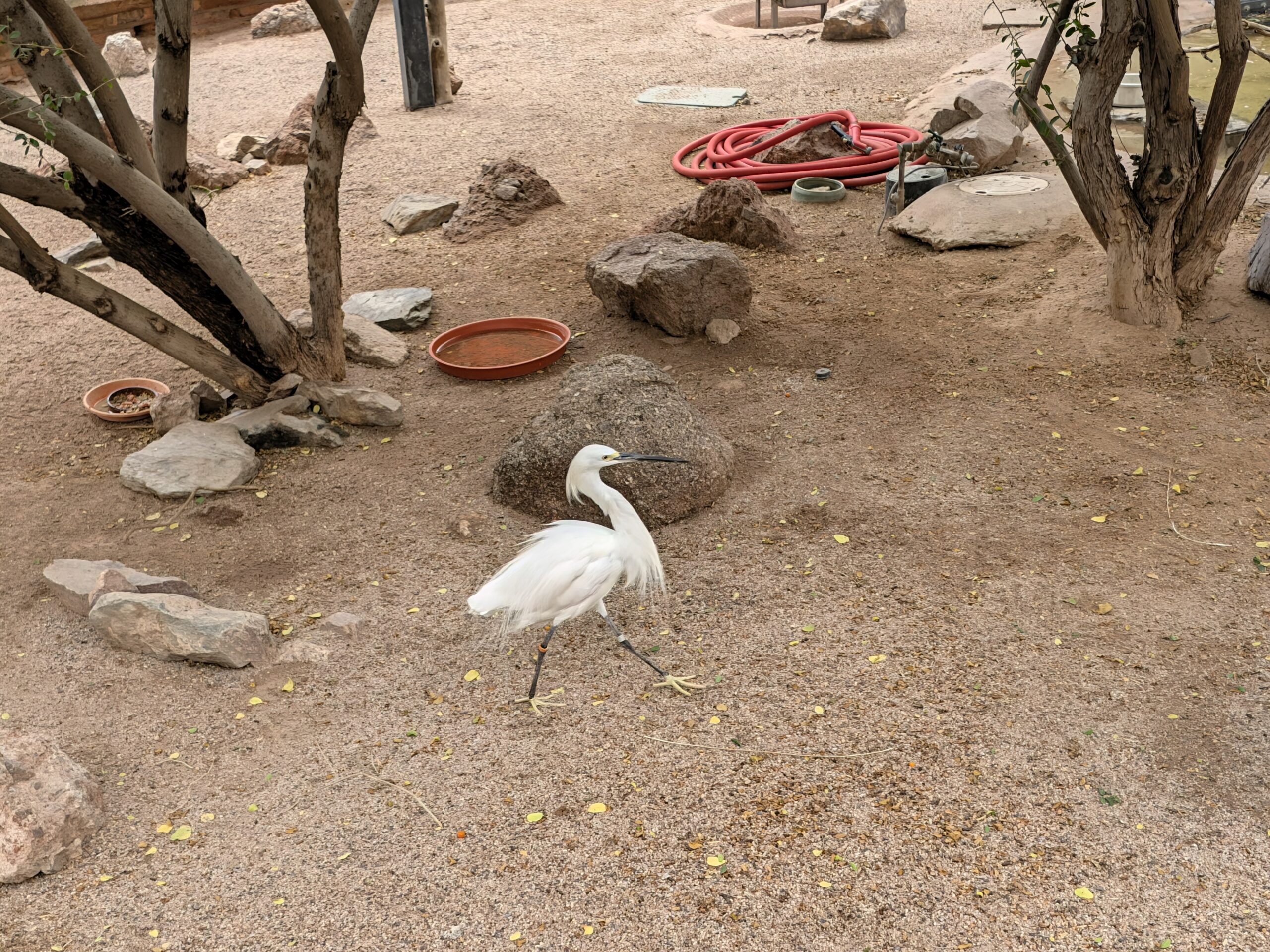 A bird taken with Magic Capture on the Pixel 11.
