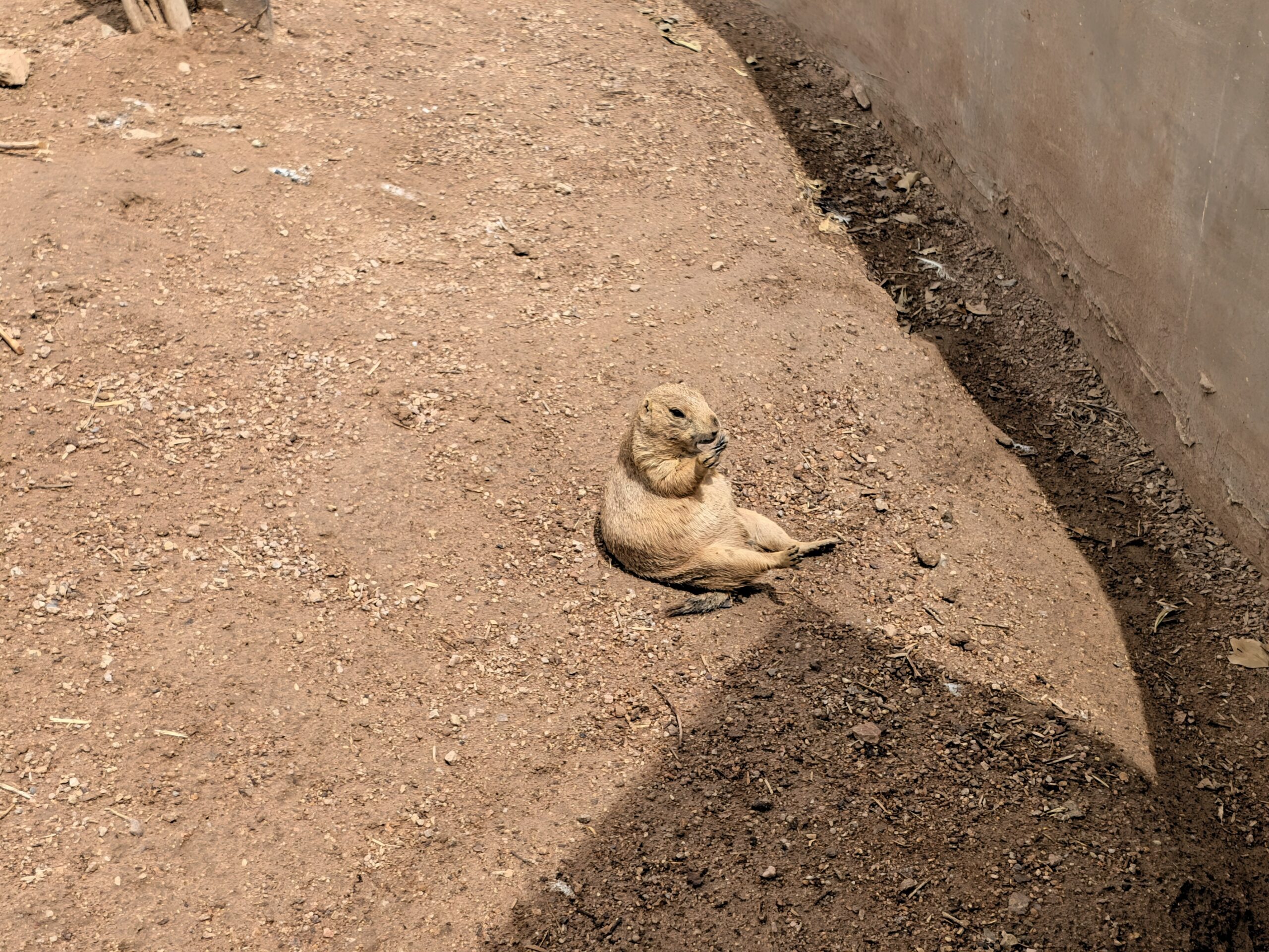A prairie dog taken with Magic Capture on the Pixel 11.